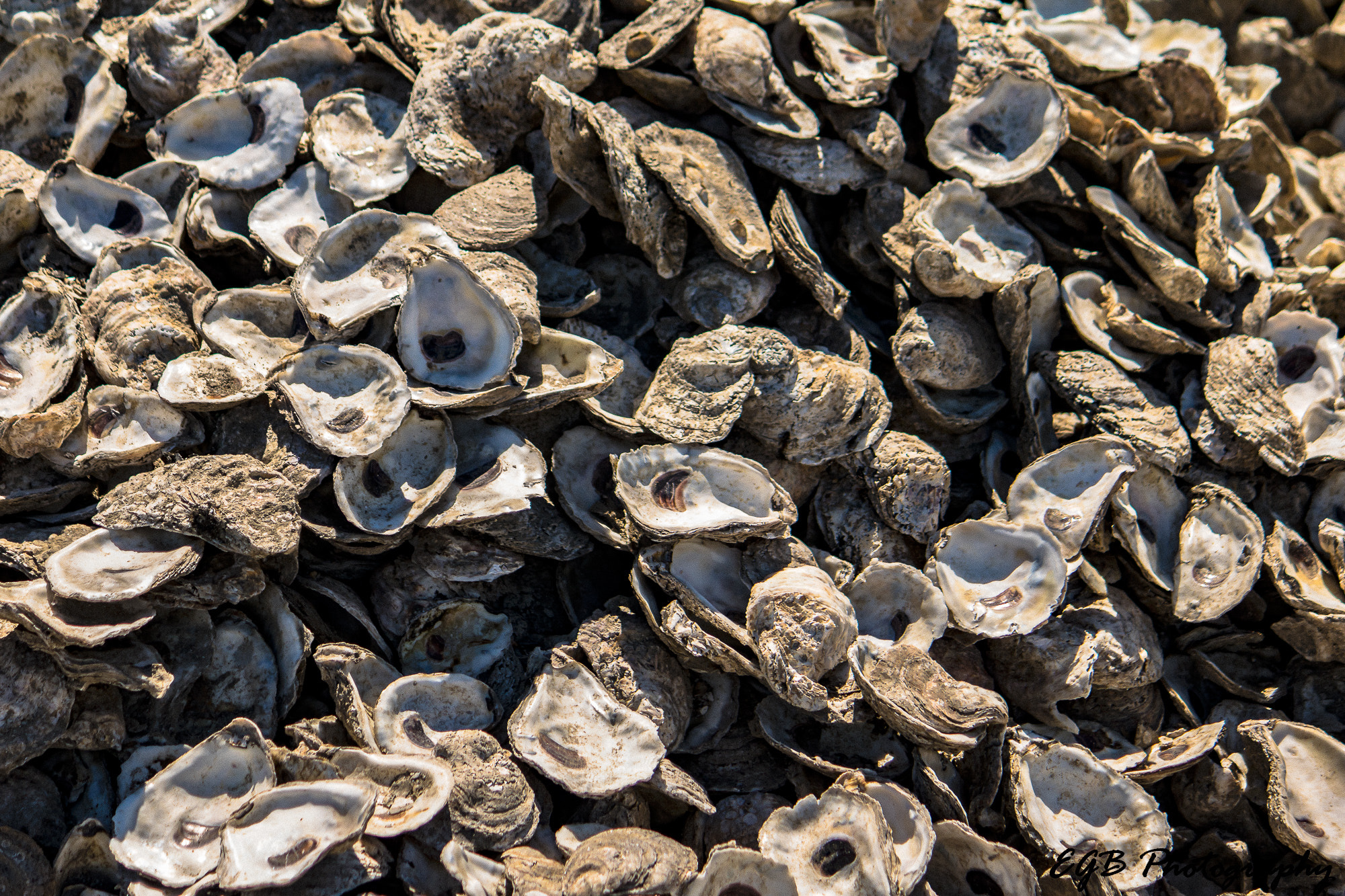 Canon EF-S 55-250mm F4-5.6 IS sample photo. She sells sea shells by the sea shore photography