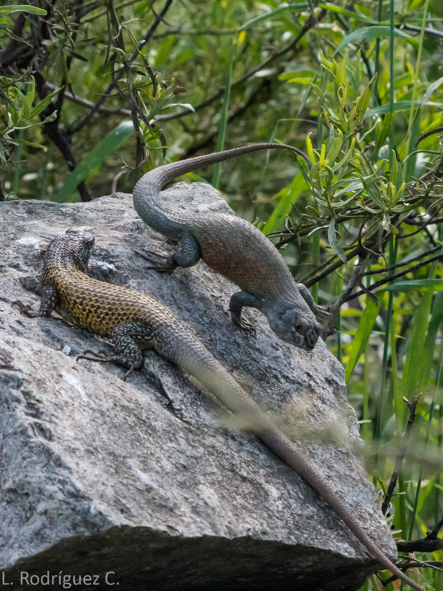smc PENTAX-DA L 55-300mm F4-5.8 ED sample photo. Shining lizard - lagarto nítido photography