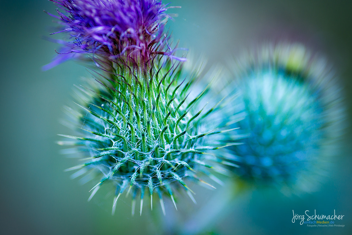 Tokina AT-X Pro 100mm F2.8 Macro sample photo. Distel | #thistle photography