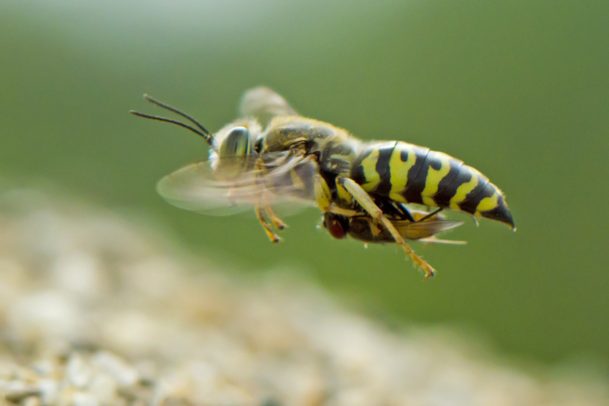 Zoom-Nikkor 1200-1700mm f/5.6-8 P ED IF sample photo. Gendongan photography