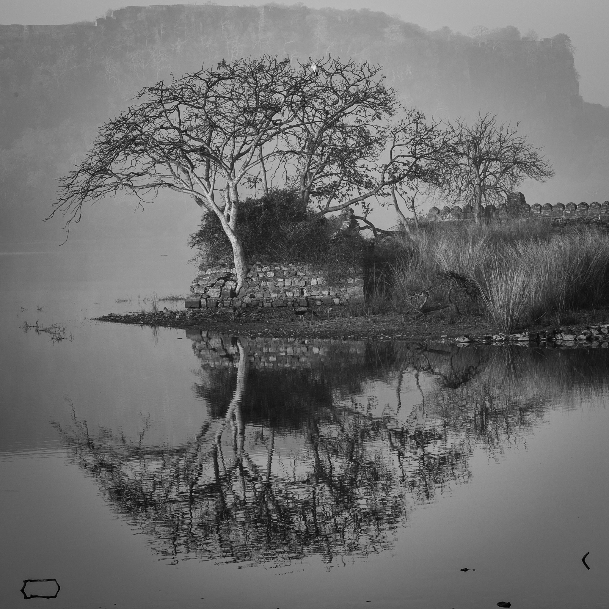 Canon EF 28-300mm F3.5-5.6L IS USM sample photo. Tree in ranthambore park india photography