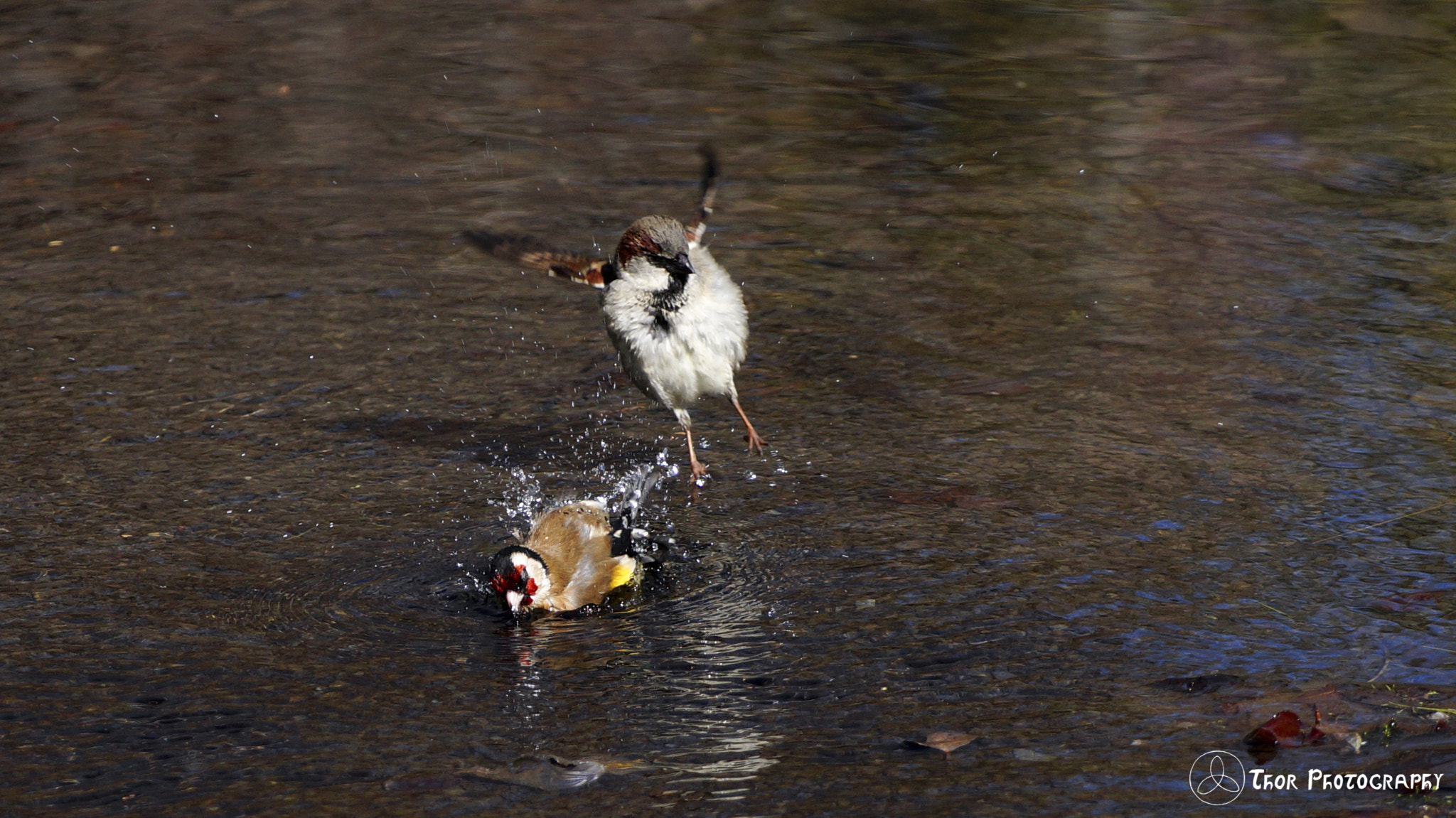 Tamron SP 70-300mm F4-5.6 Di USD sample photo. Puffball photography