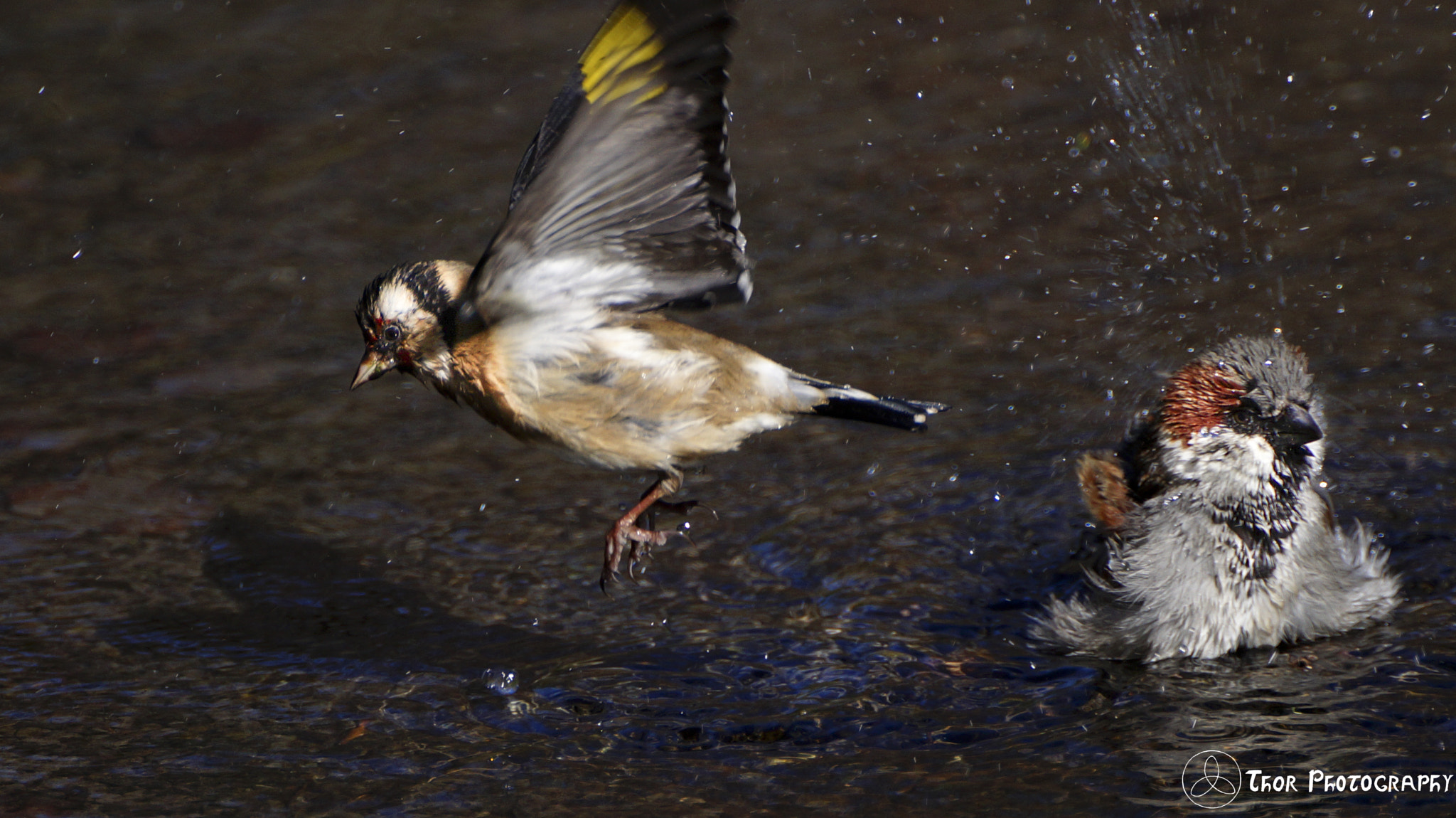 Tamron SP 70-300mm F4-5.6 Di USD sample photo. Splashing landing photography