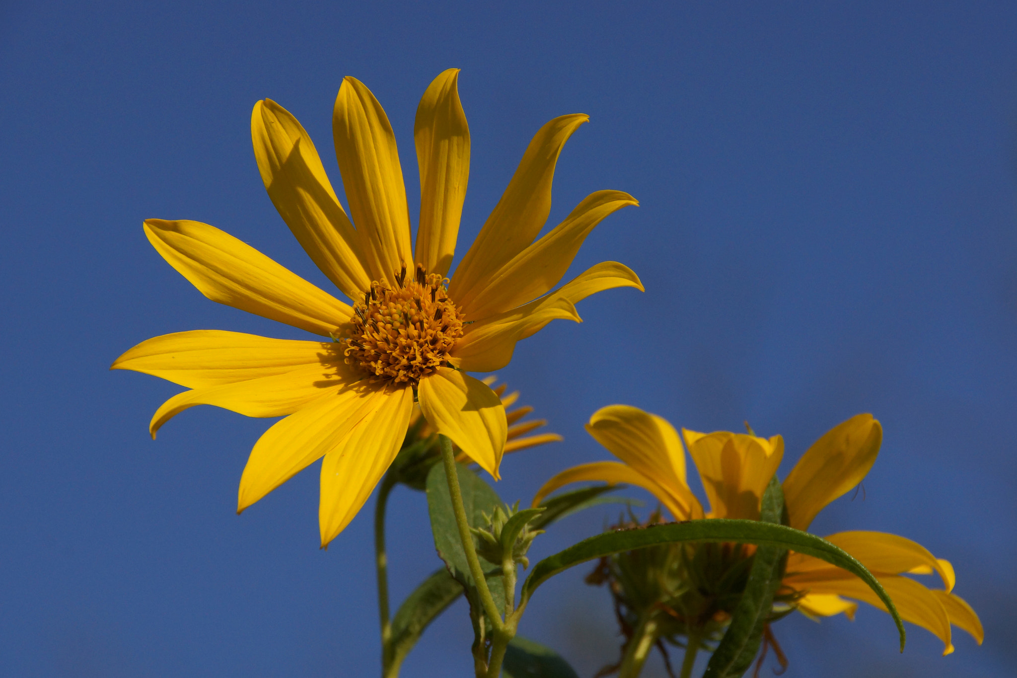 Sony SLT-A65 (SLT-A65V) + DT 18-270mm F3.5-6.3 SSM sample photo. Summer flower photography