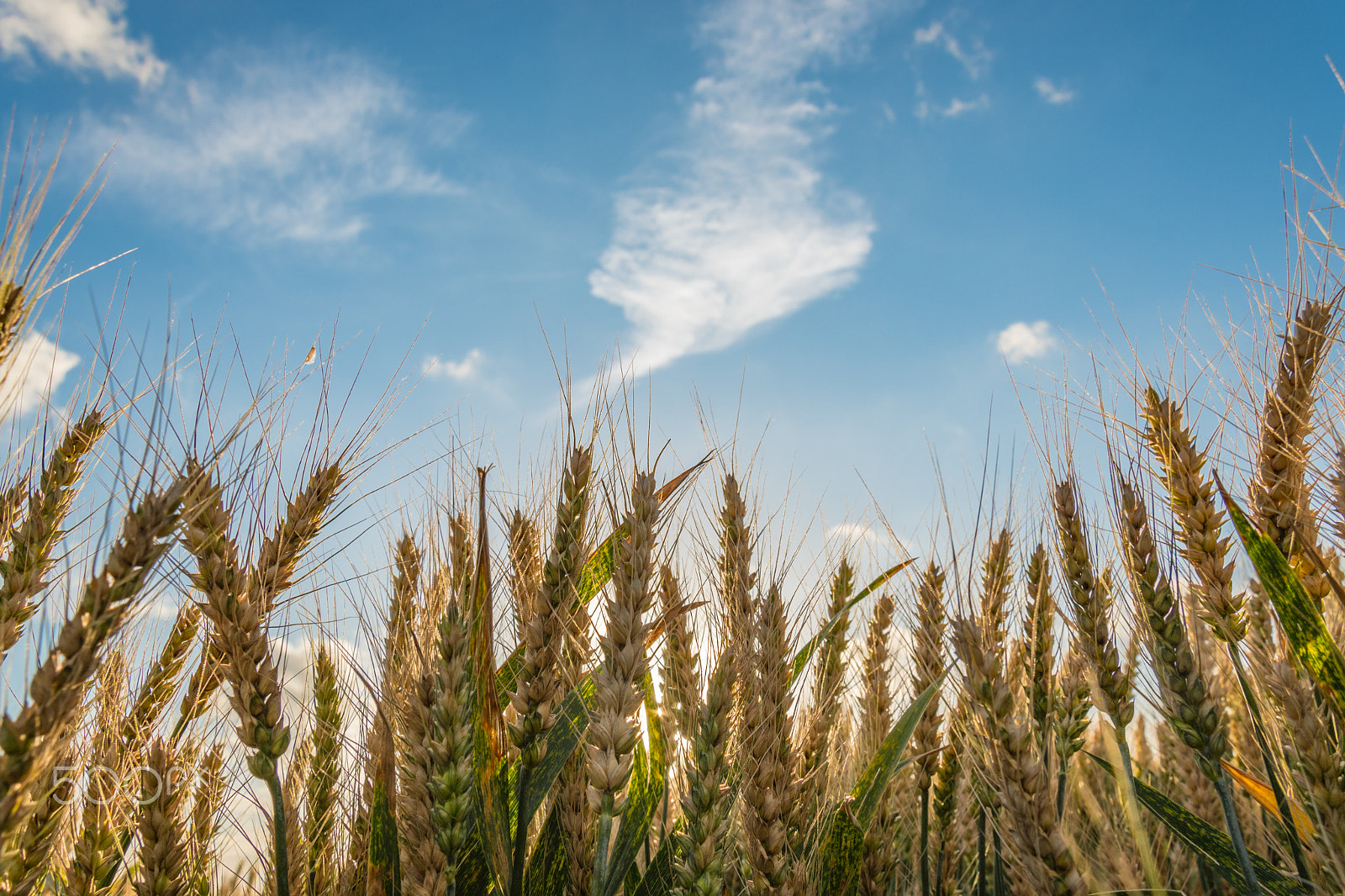 Nikon D500 sample photo. Fields of gold photography