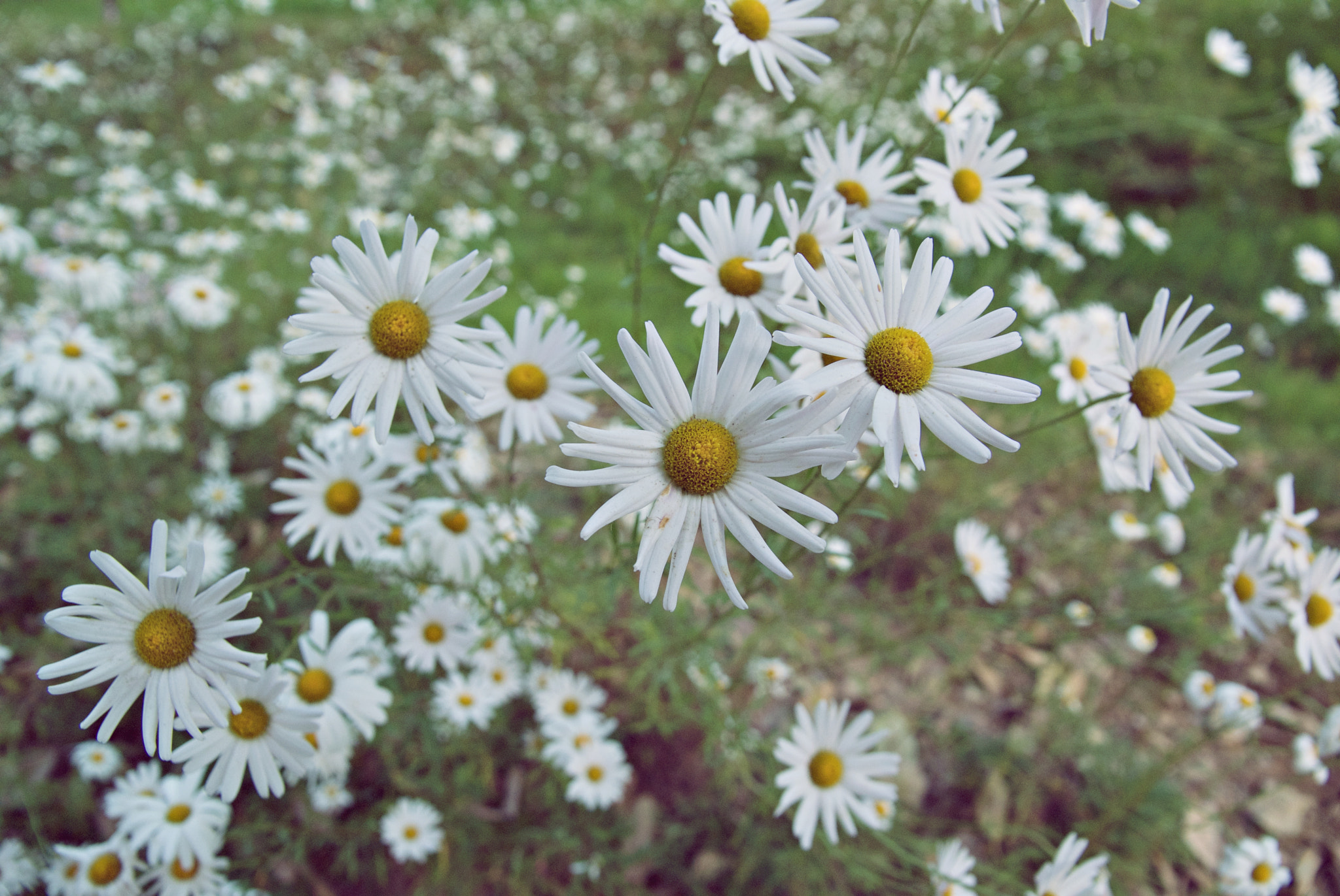 Sony Alpha DSLR-A300 sample photo. Flowers photography