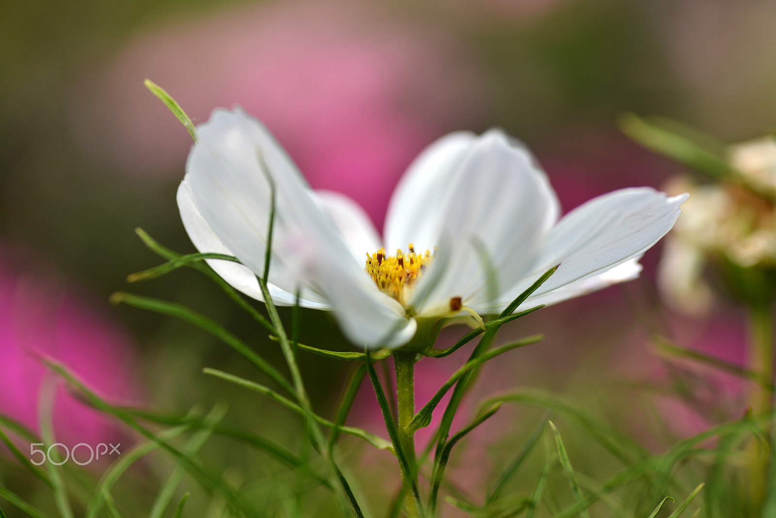Nikon D600 sample photo. Seasonal change photography