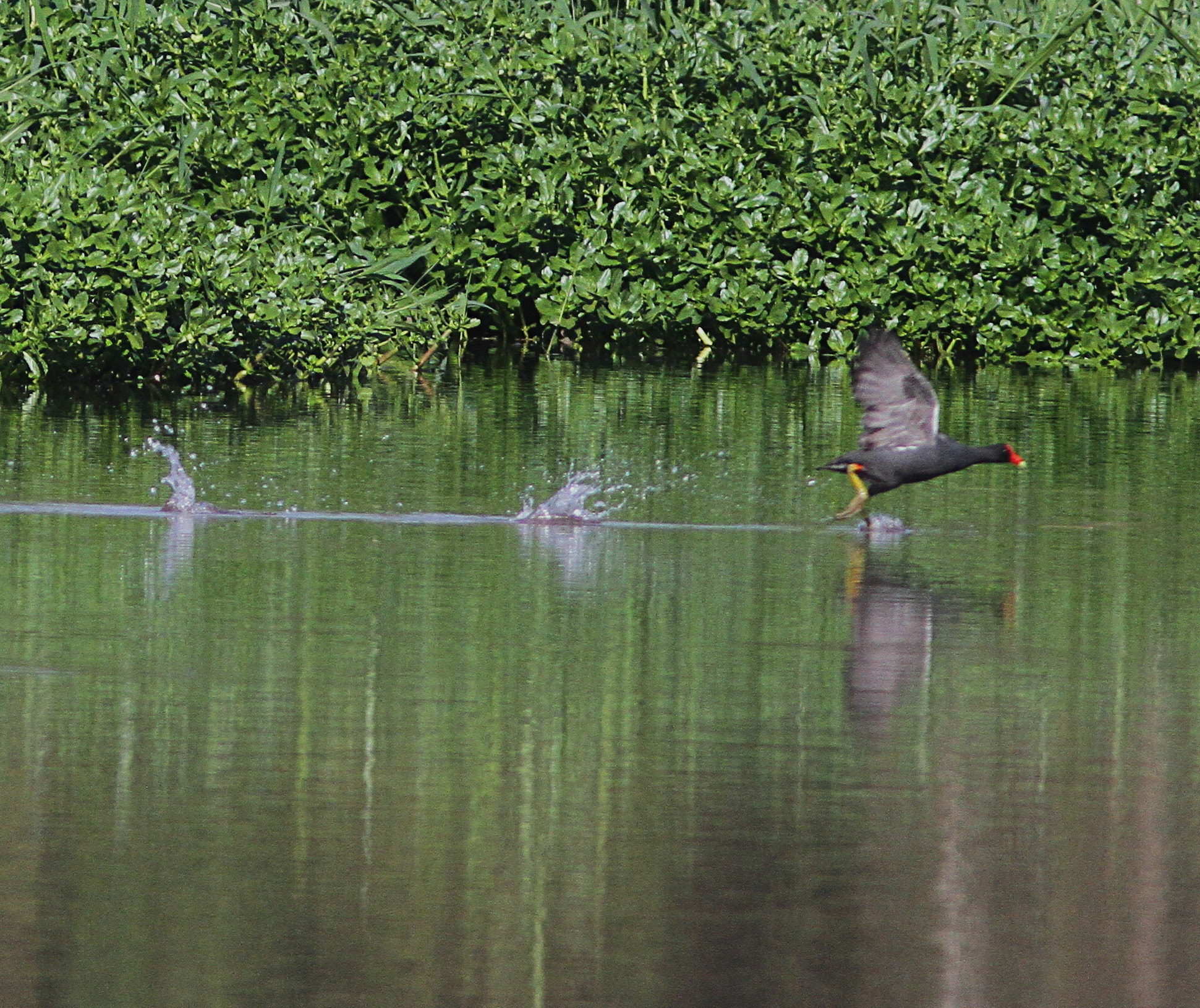 Canon EF 300mm F4L IS USM sample photo. Walking on water photography