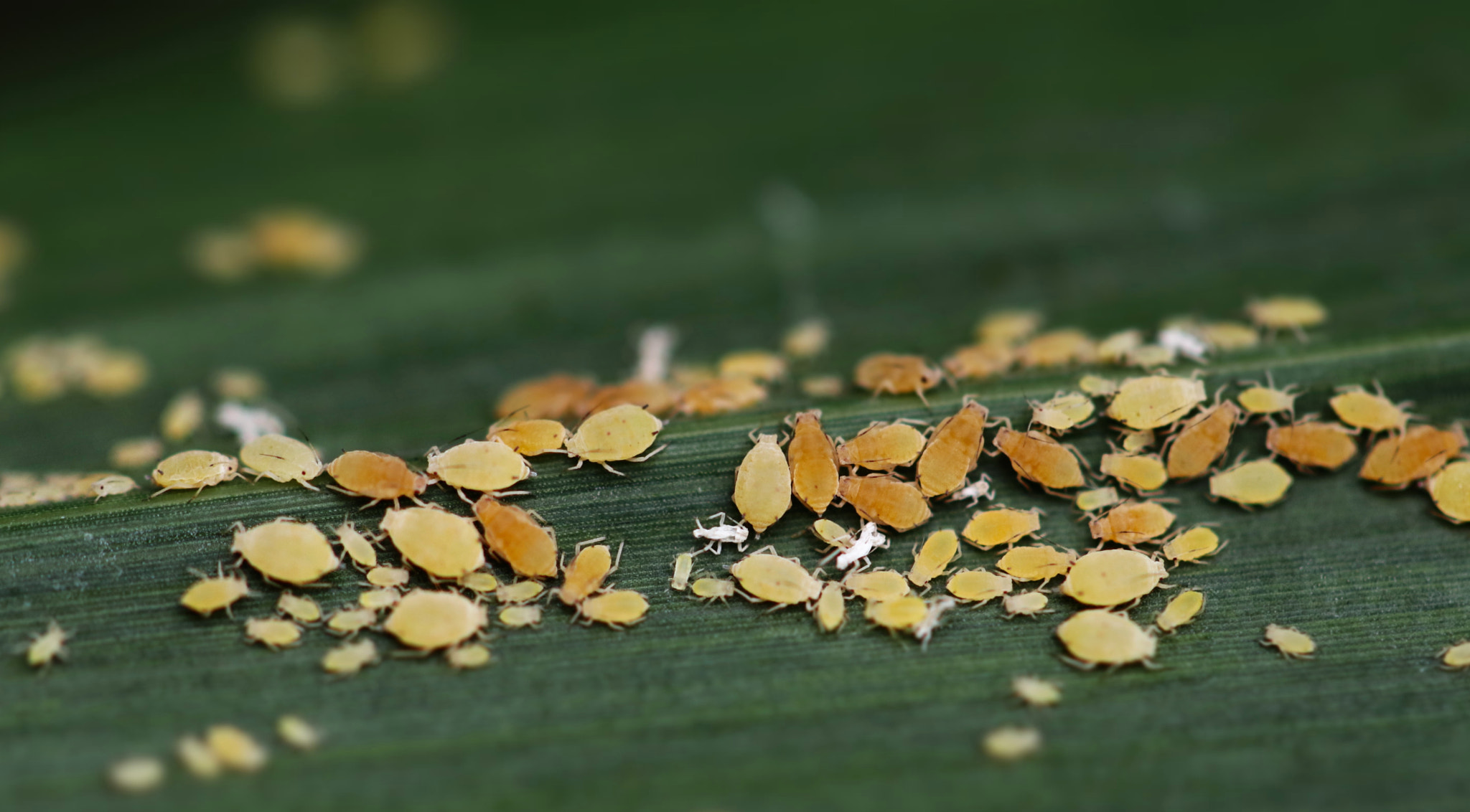 Canon EOS 80D + Canon EF 100mm F2.8L Macro IS USM sample photo. Aphids on grass photography