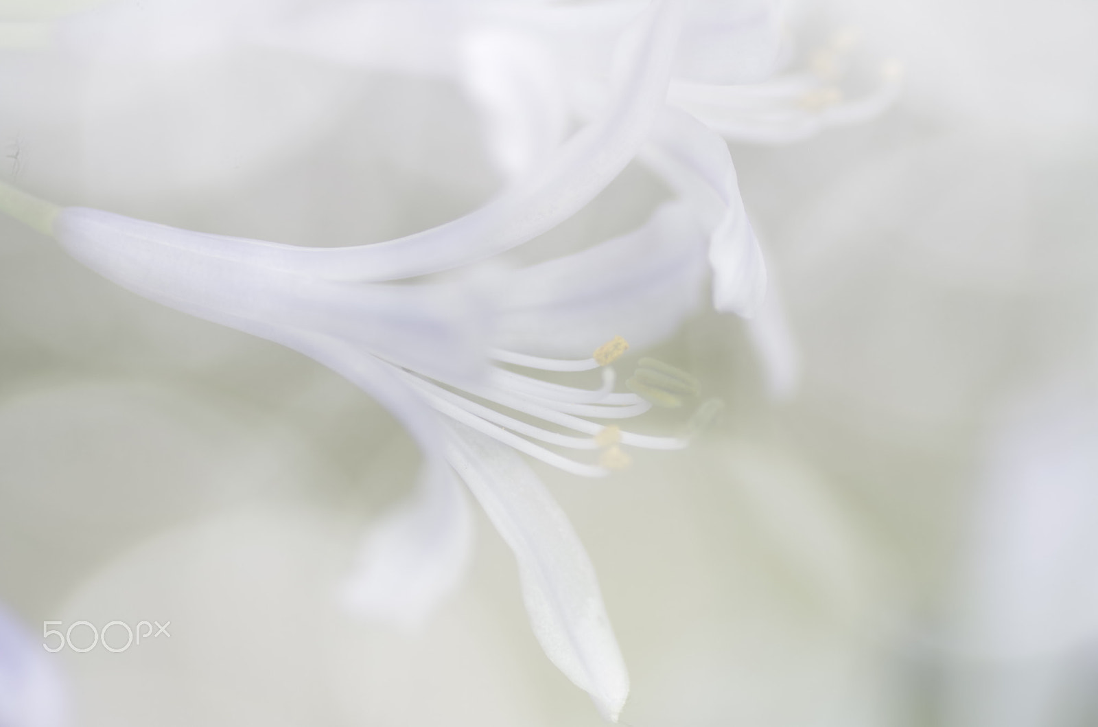 Pentax K-30 sample photo. Agapanthus photography