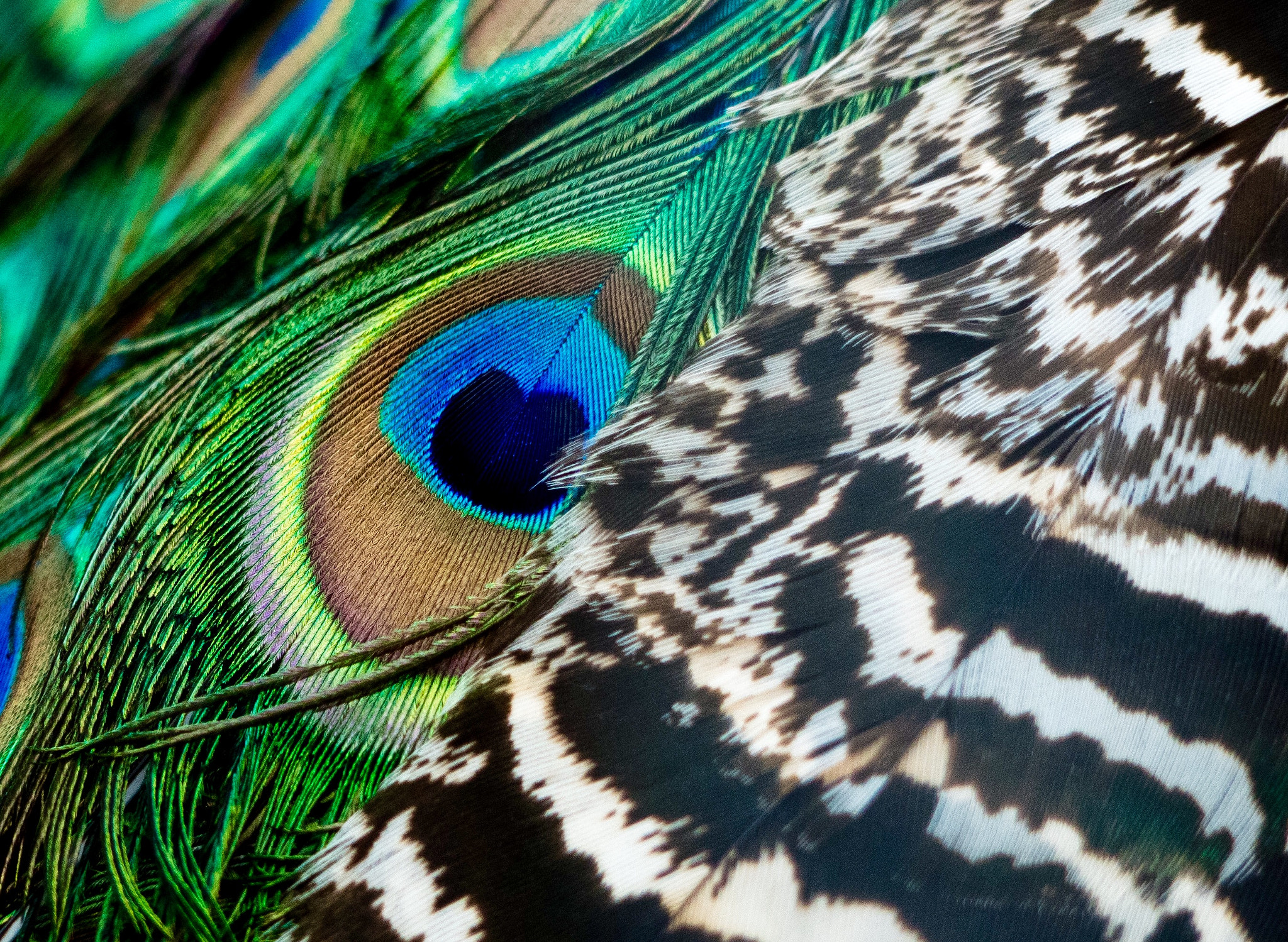 Panasonic Lumix G Vario 45-200mm F4-5.6 OIS sample photo. Natures art photography