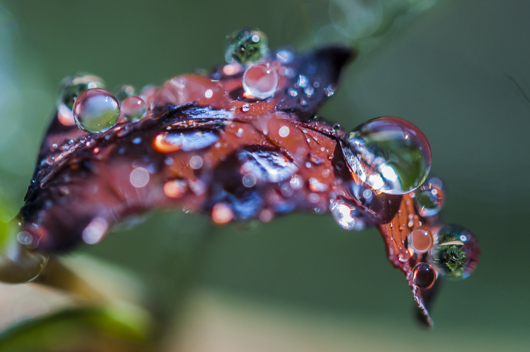 Nikon AF-S Micro-Nikkor 60mm F2.8G ED sample photo. After rain photography