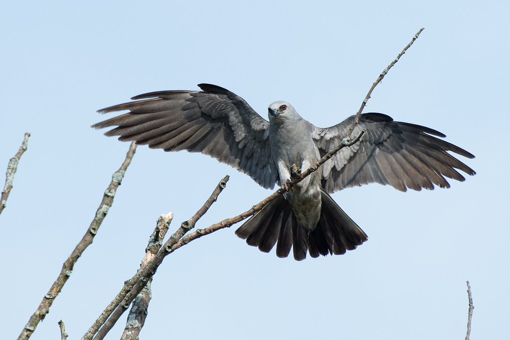 Mississippi Kite  - 17 Species of Hawks in the United States