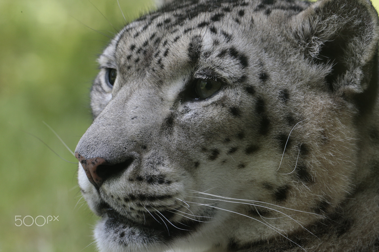 Canon EF 300mm F2.8L IS USM sample photo. Proud photography