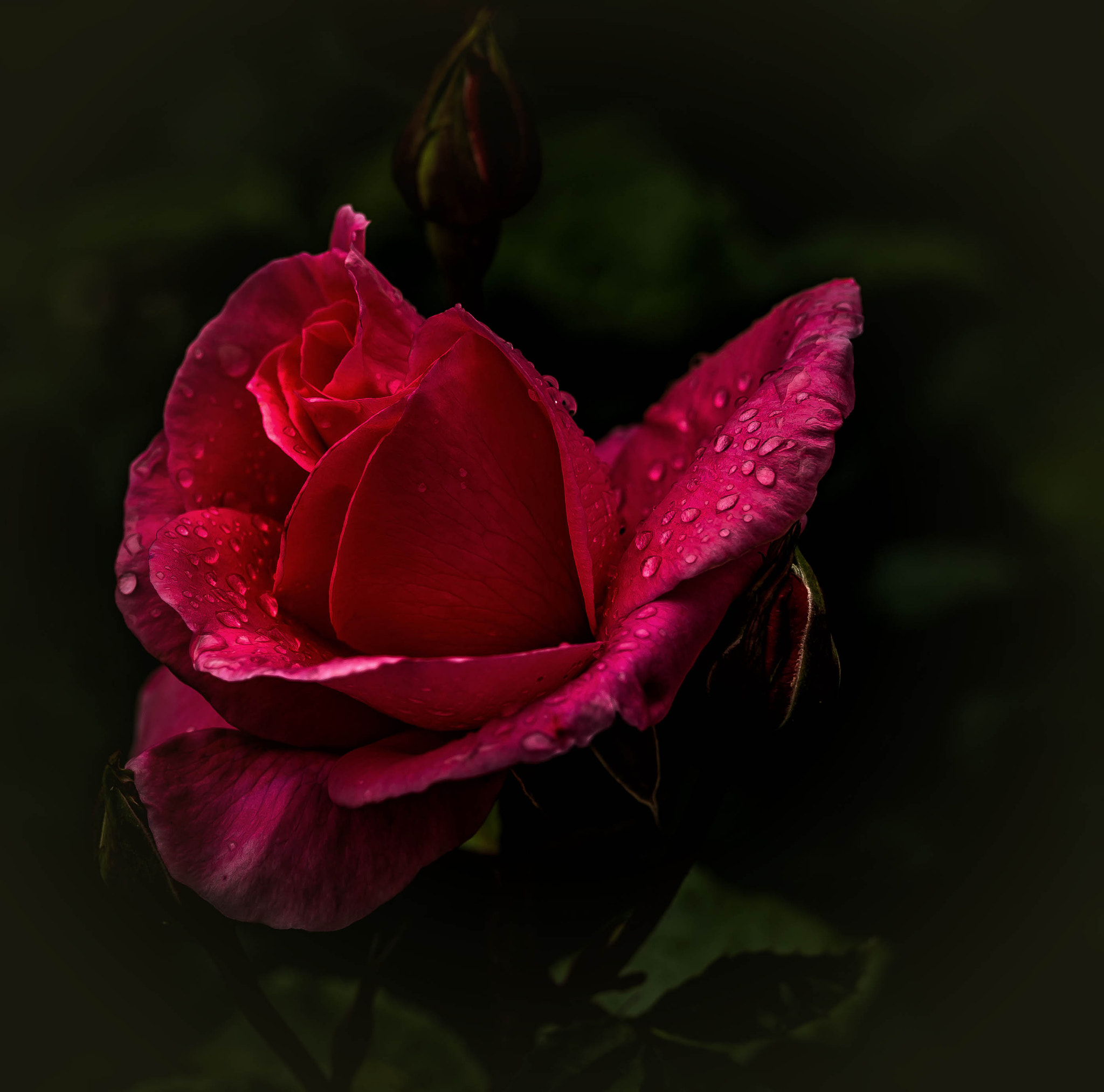Nikon Df sample photo. Rose photography