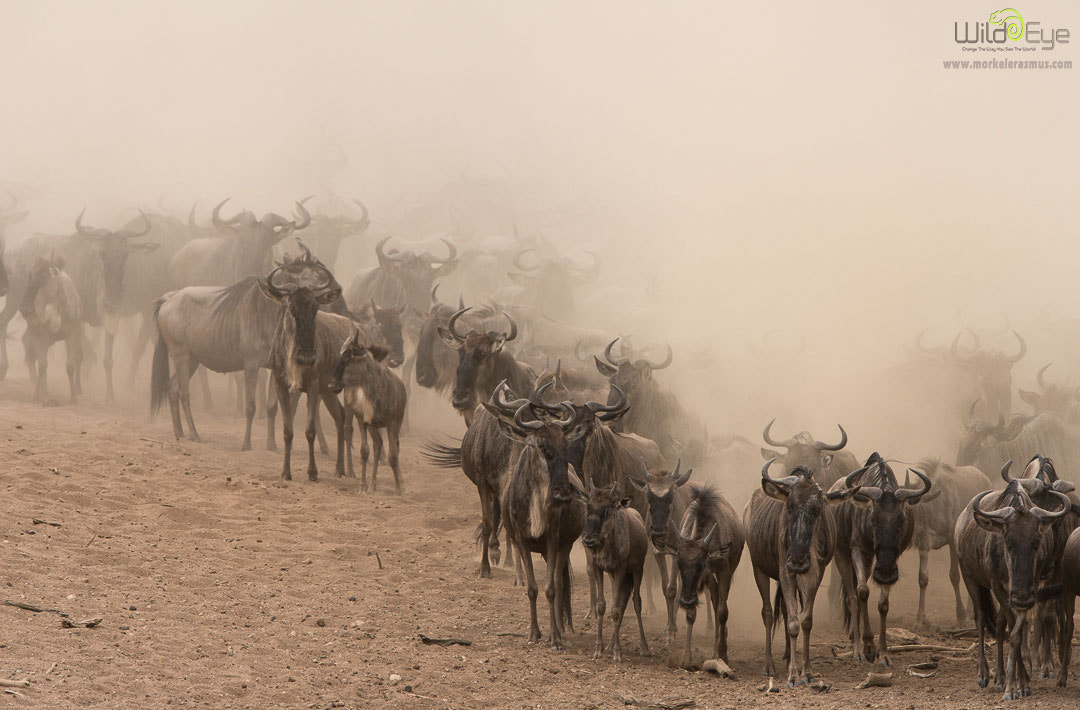 Horns from the Dust