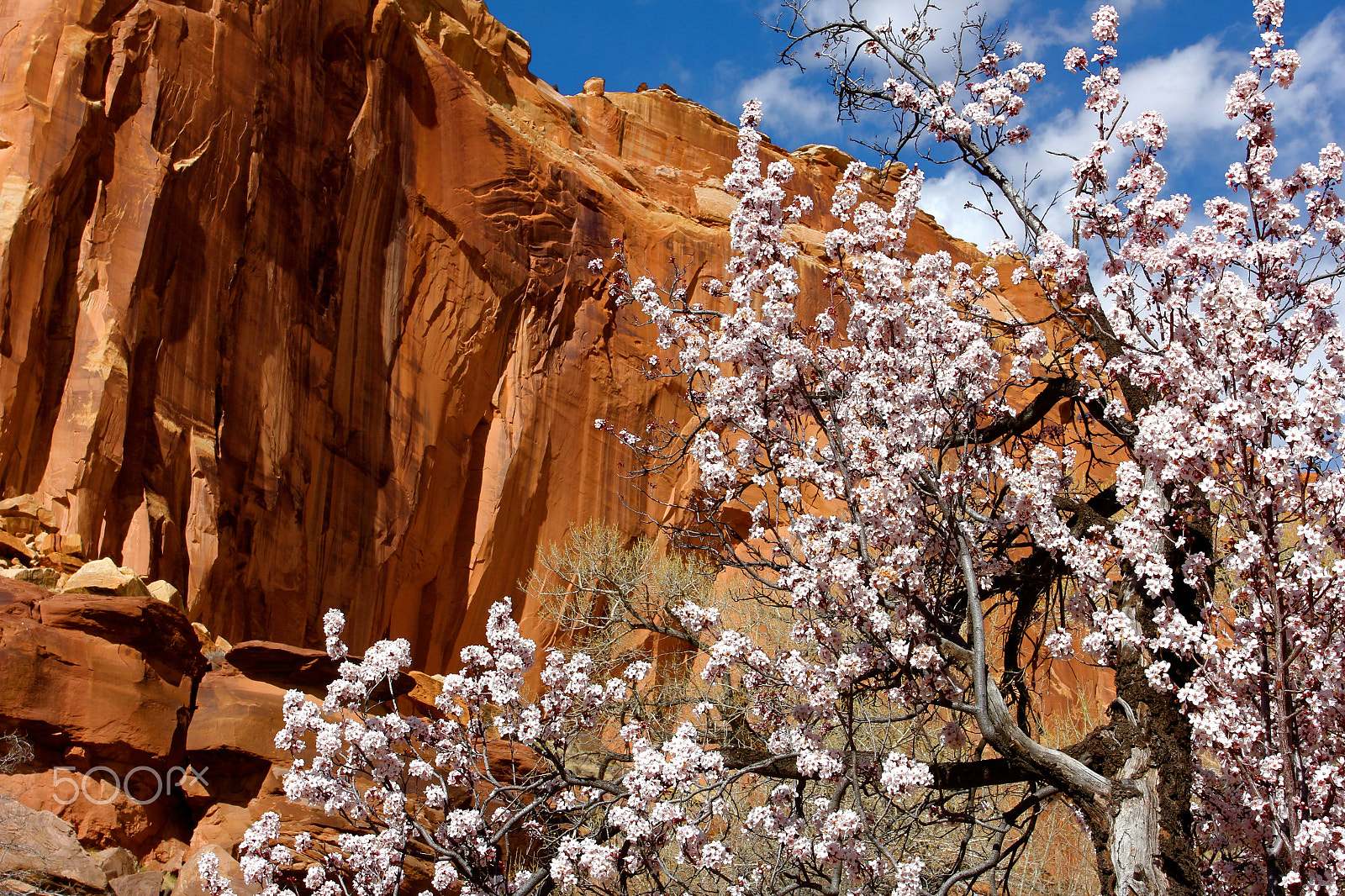 Canon EOS 60D + Canon EF 17-40mm F4L USM sample photo. Blossoms and redrock photography