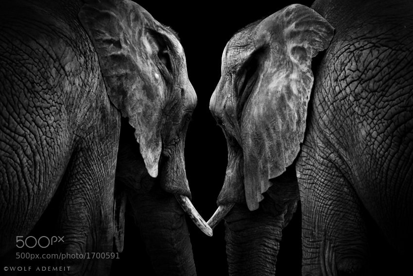 4 two elephants