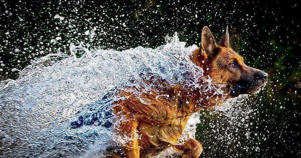 Pinned to I LOVE DOGS on Pinterest