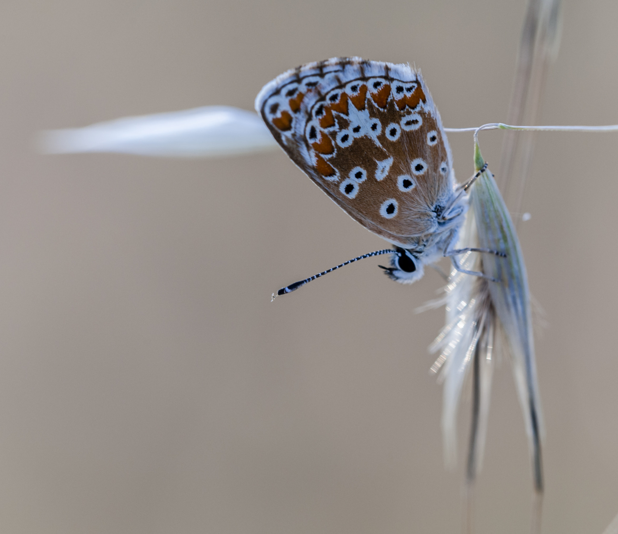 Sigma APO Macro 180mm F3.5 EX DG HSM sample photo. Mariposilla photography