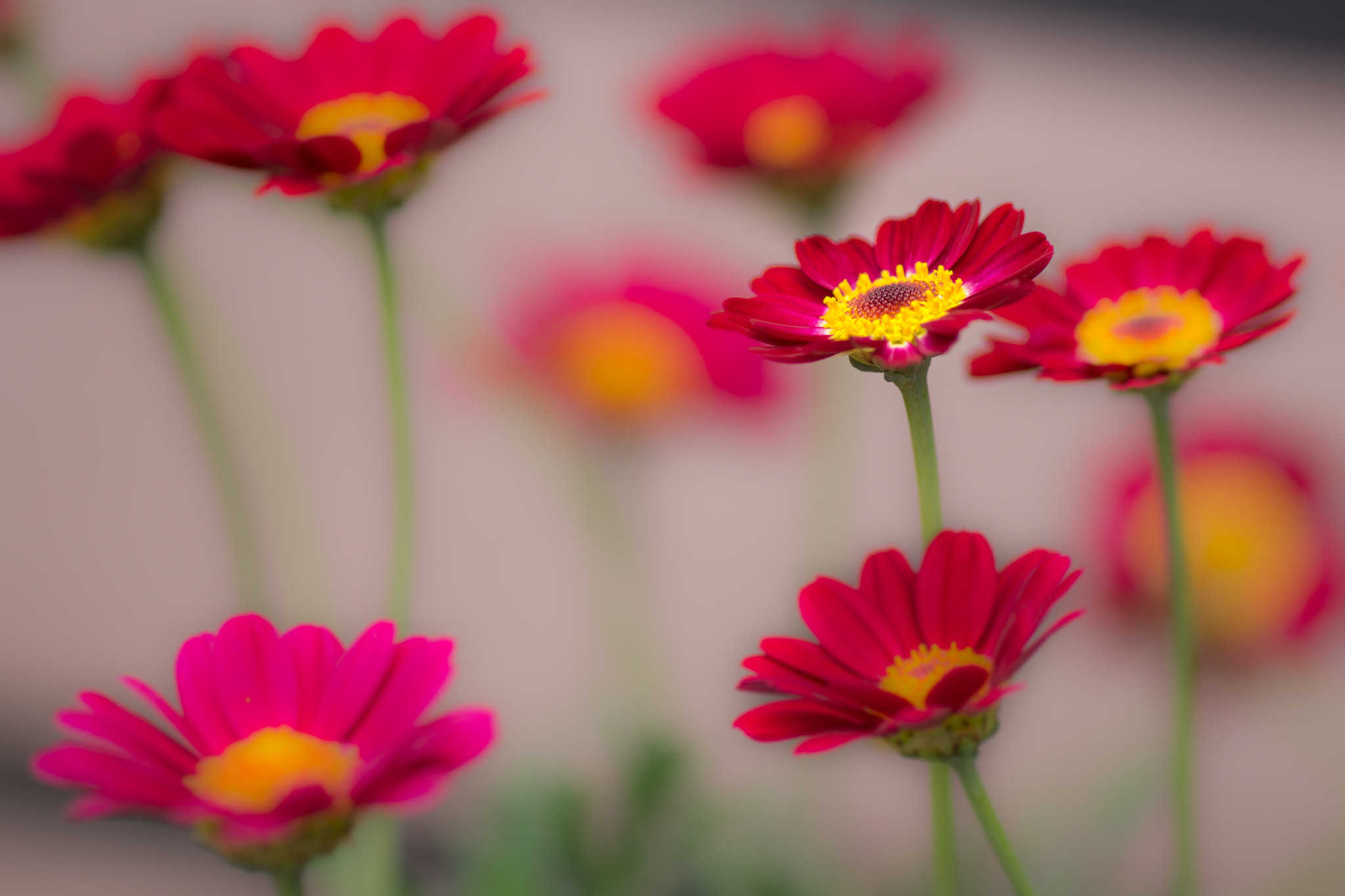 Sony SLT-A77 + Sony 100mm F2.8 Macro sample photo. Chrysanthemum. photography