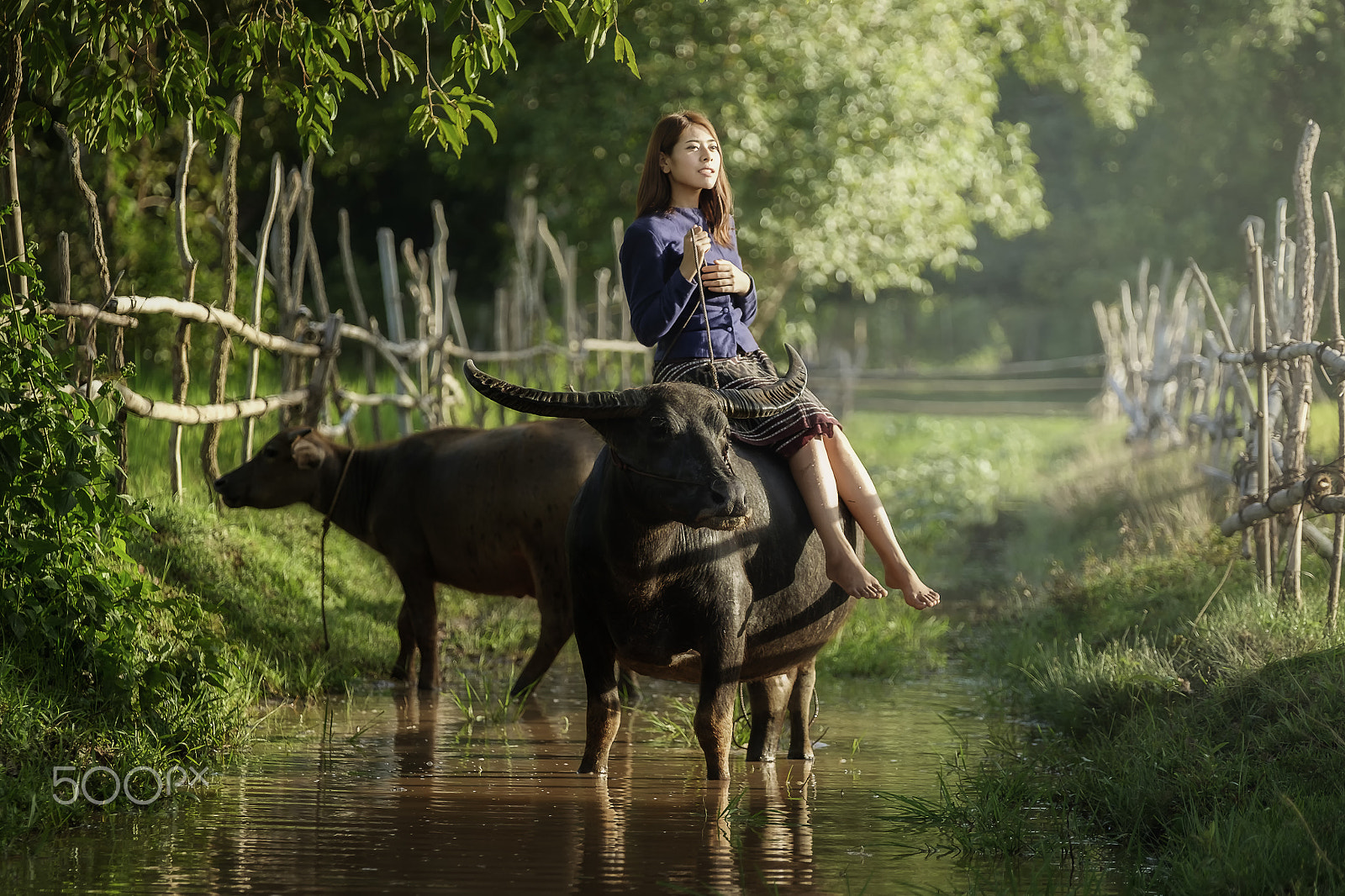 Fujifilm X-E2 + Fujifilm XF 50-140mm F2.8 R LM OIS WR sample photo. Thai woman riding the buffalo to the rice filed photography