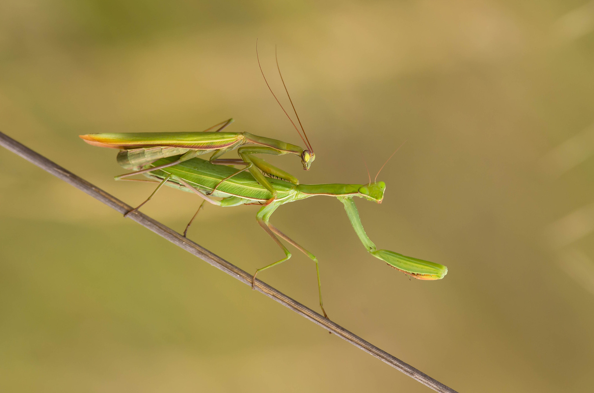 Pentax K-5 + Pentax smc DA* 300mm F4.0 ED (IF) SDM sample photo. Mantis religiosa photography