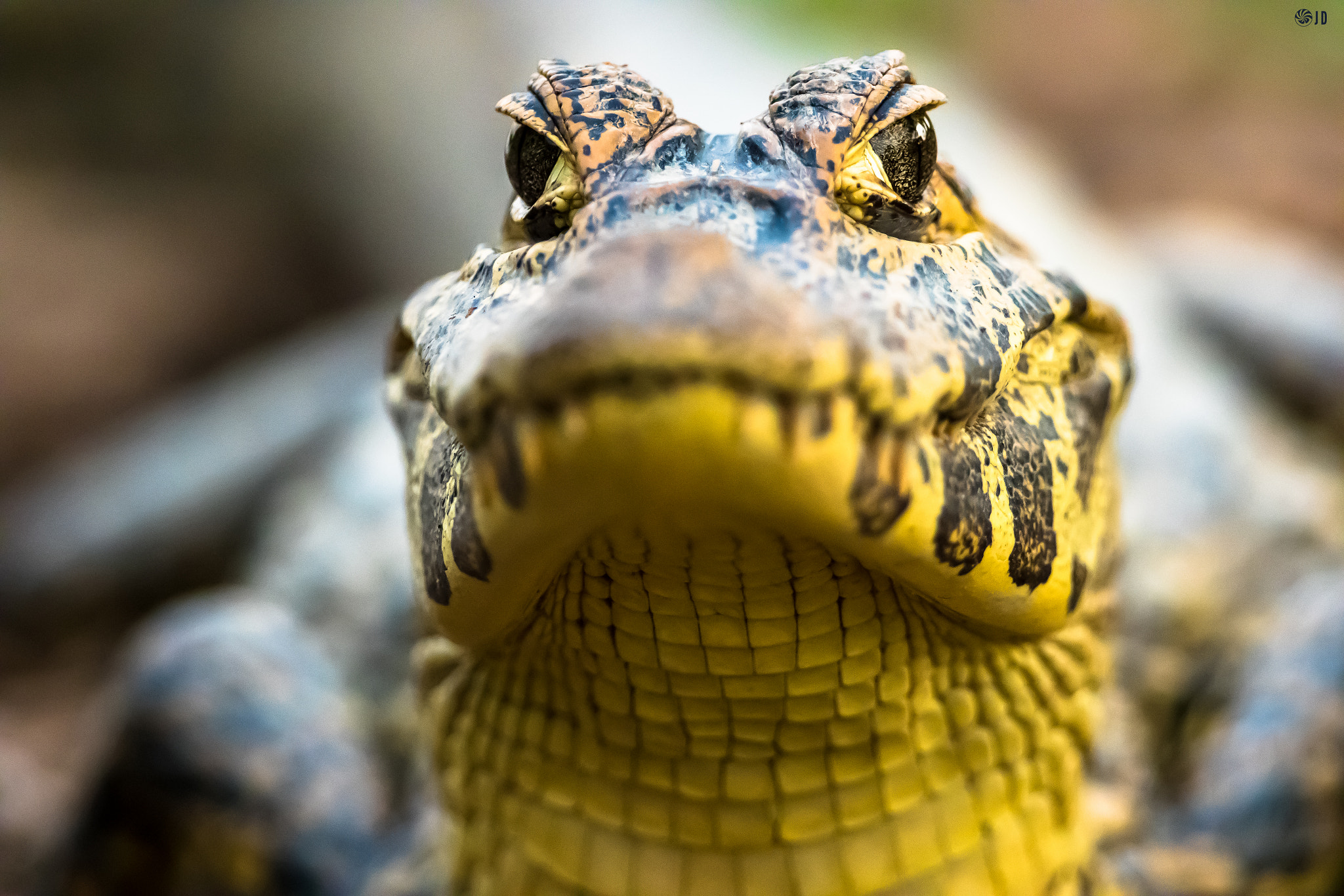 Canon EF 300mm F2.8L IS II USM sample photo. Pantanal, mato grosso, brasil photography