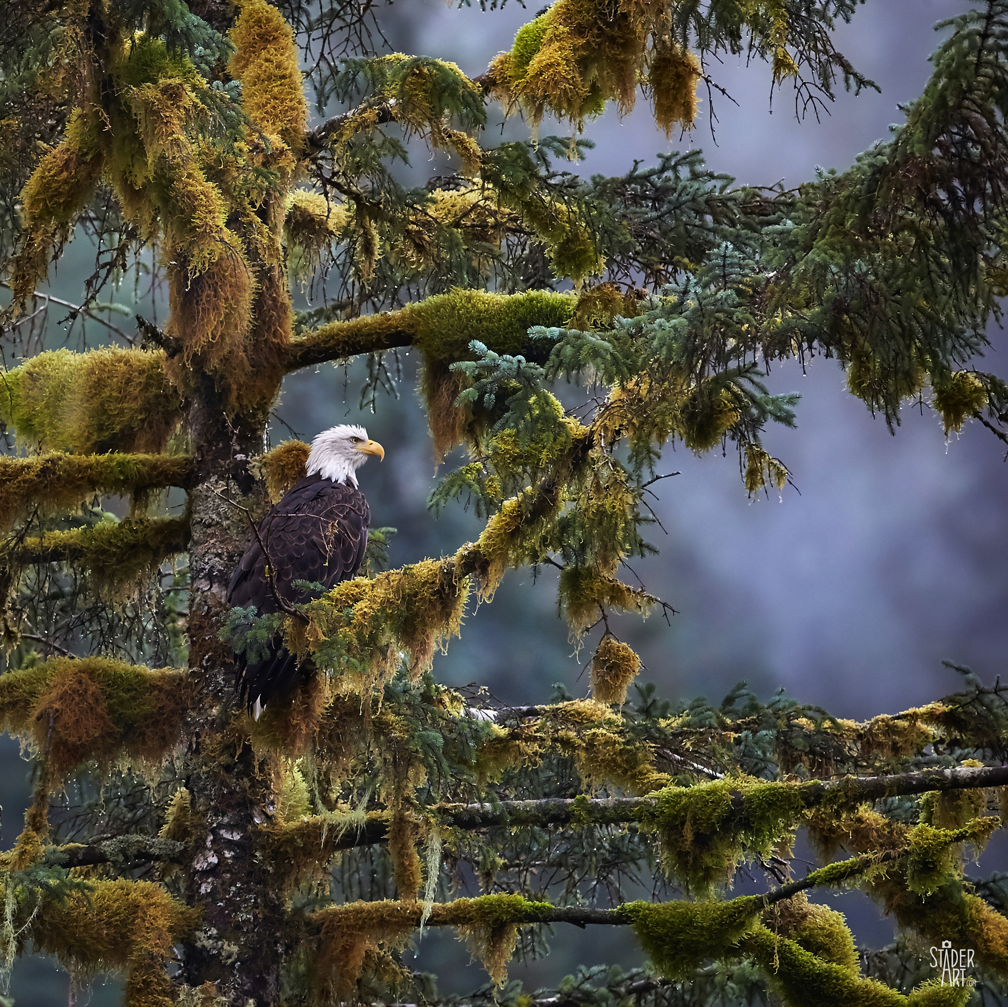 Canon EF 200-400mm F4L IS USM Extender 1.4x sample photo. Eagle in the mist photography