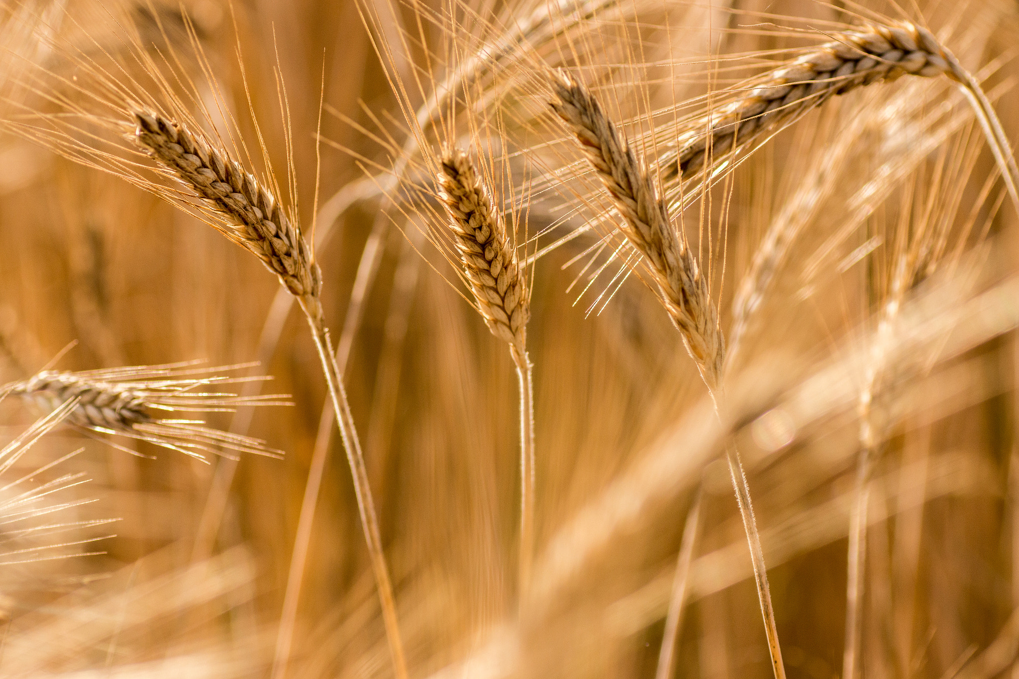 Canon EOS 70D + Tamron SP AF 90mm F2.8 Di Macro sample photo. Wheat field photography