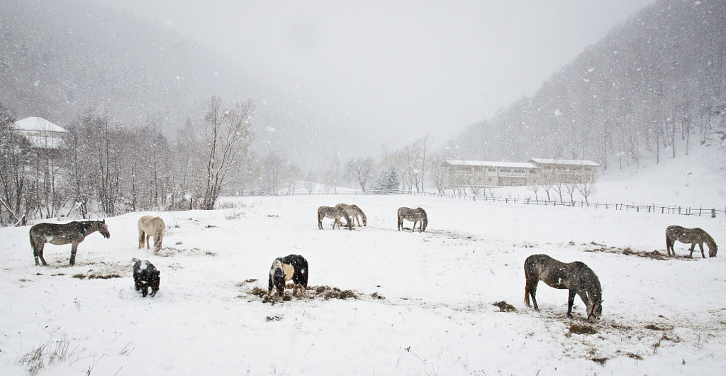 Wild horses in winter by Oliver Nagy on 500px.com