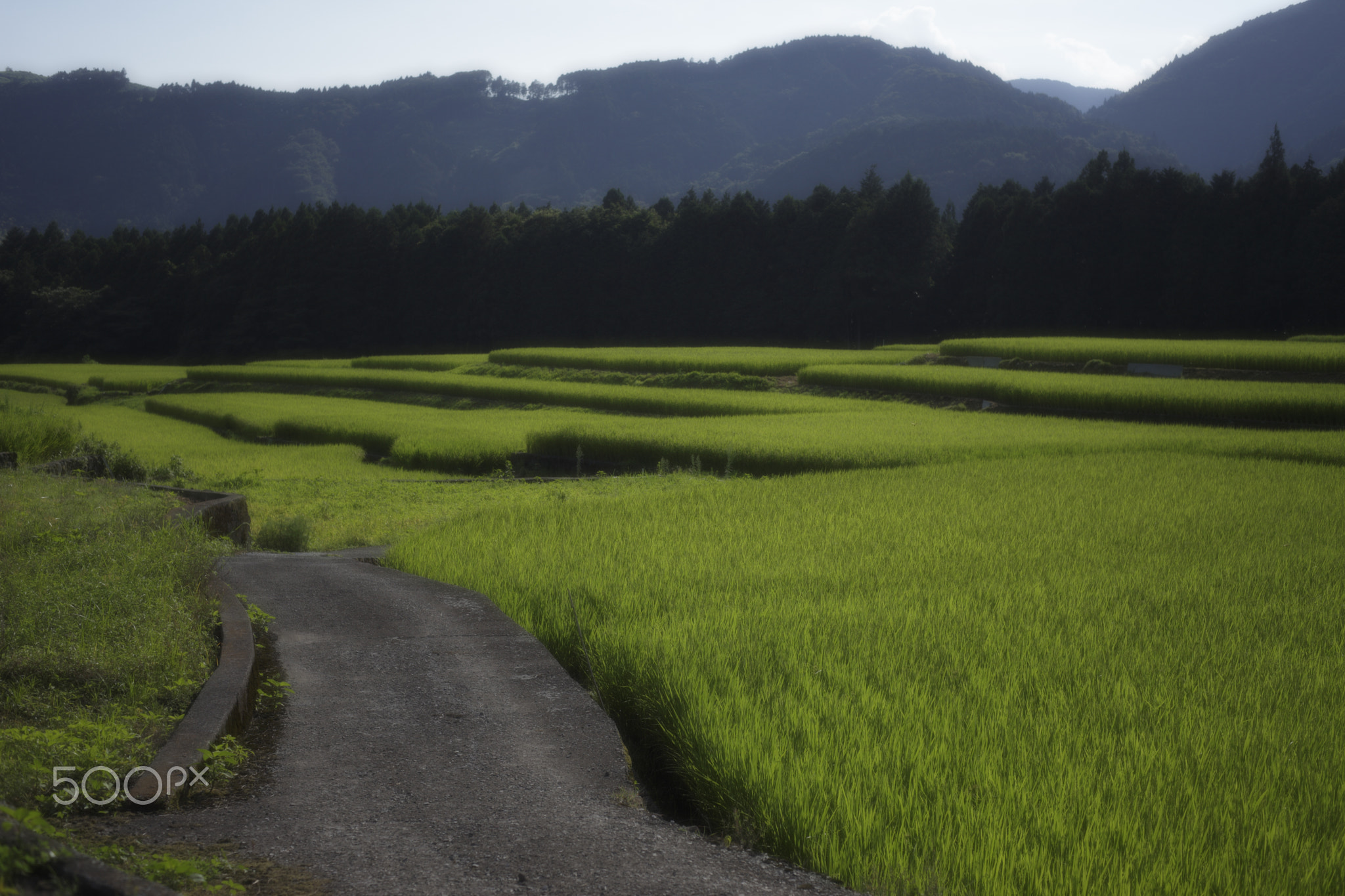 田園