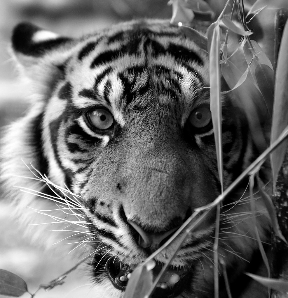 Eko Is One Of The Sumatran Tigers At The Jackson Zoo By Rick Guy 500px