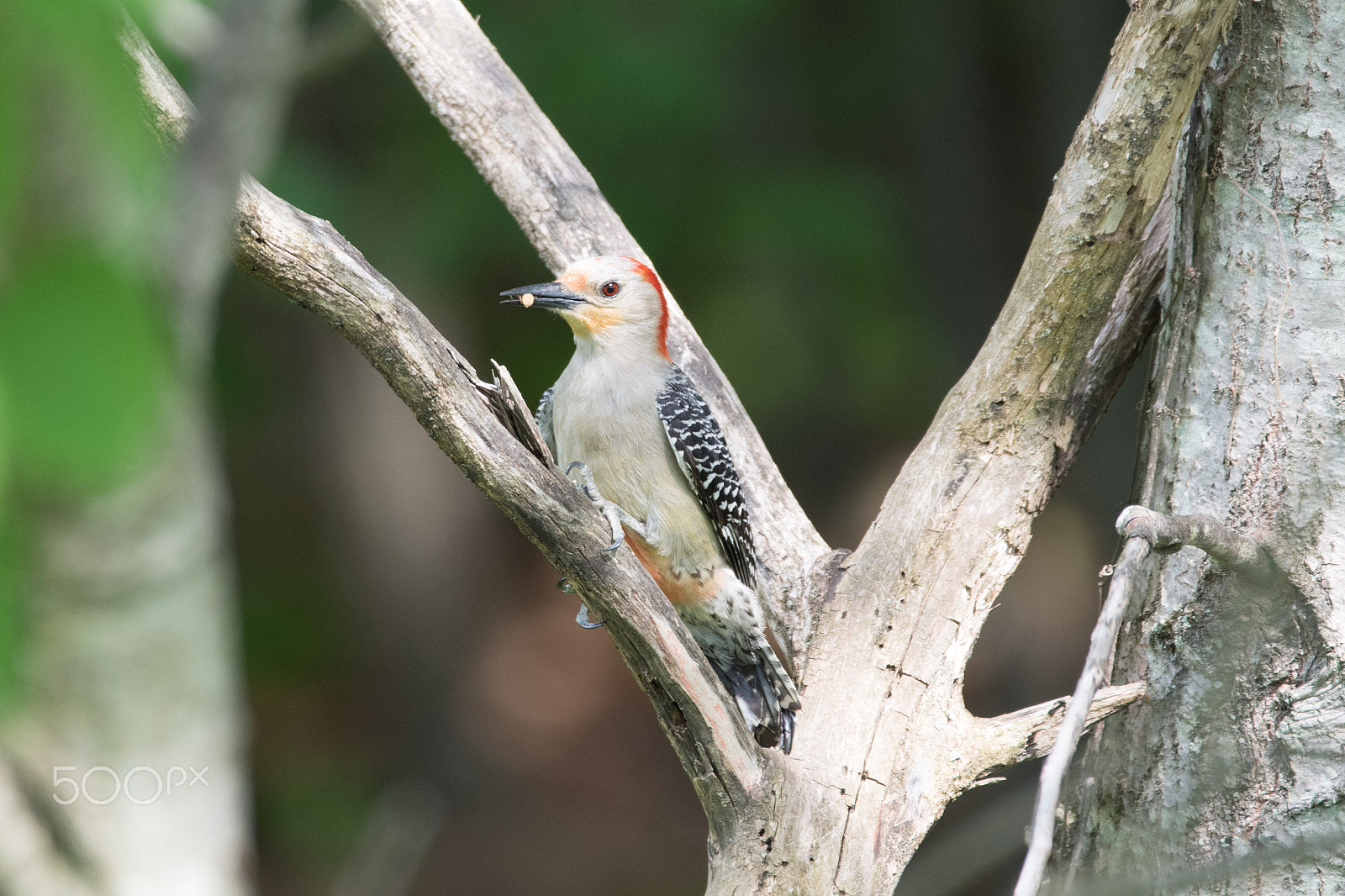 Sigma 150-600mm F5-6.3 DG OS HSM | C sample photo. Red-bellied woodpecker photography