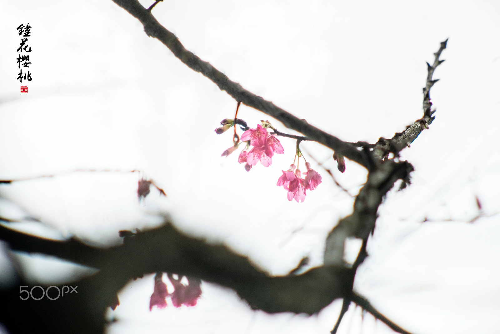 Nikon D800E + AF Nikkor 70-210mm f/4-5.6 sample photo. Spring is in the air photography