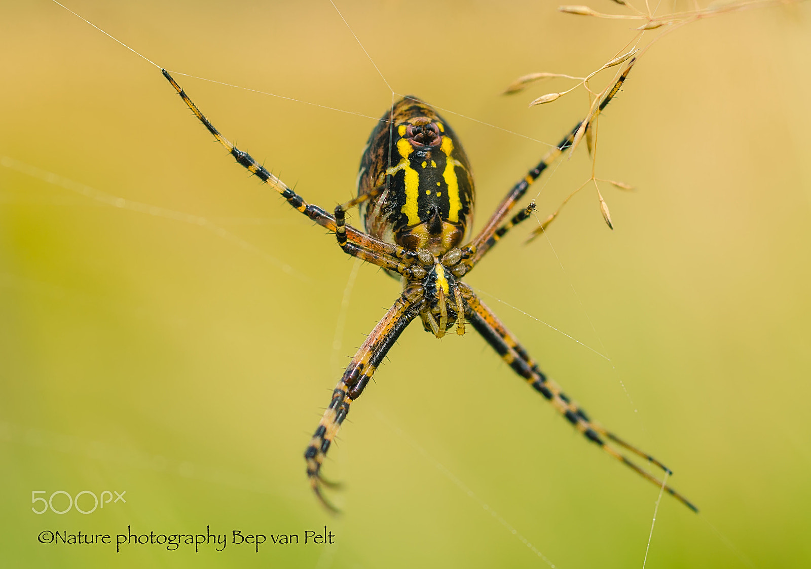 Nikon D7000 + Sigma 50mm F2.8 EX DG Macro sample photo. Wasp spiders' belly with spinneret photography