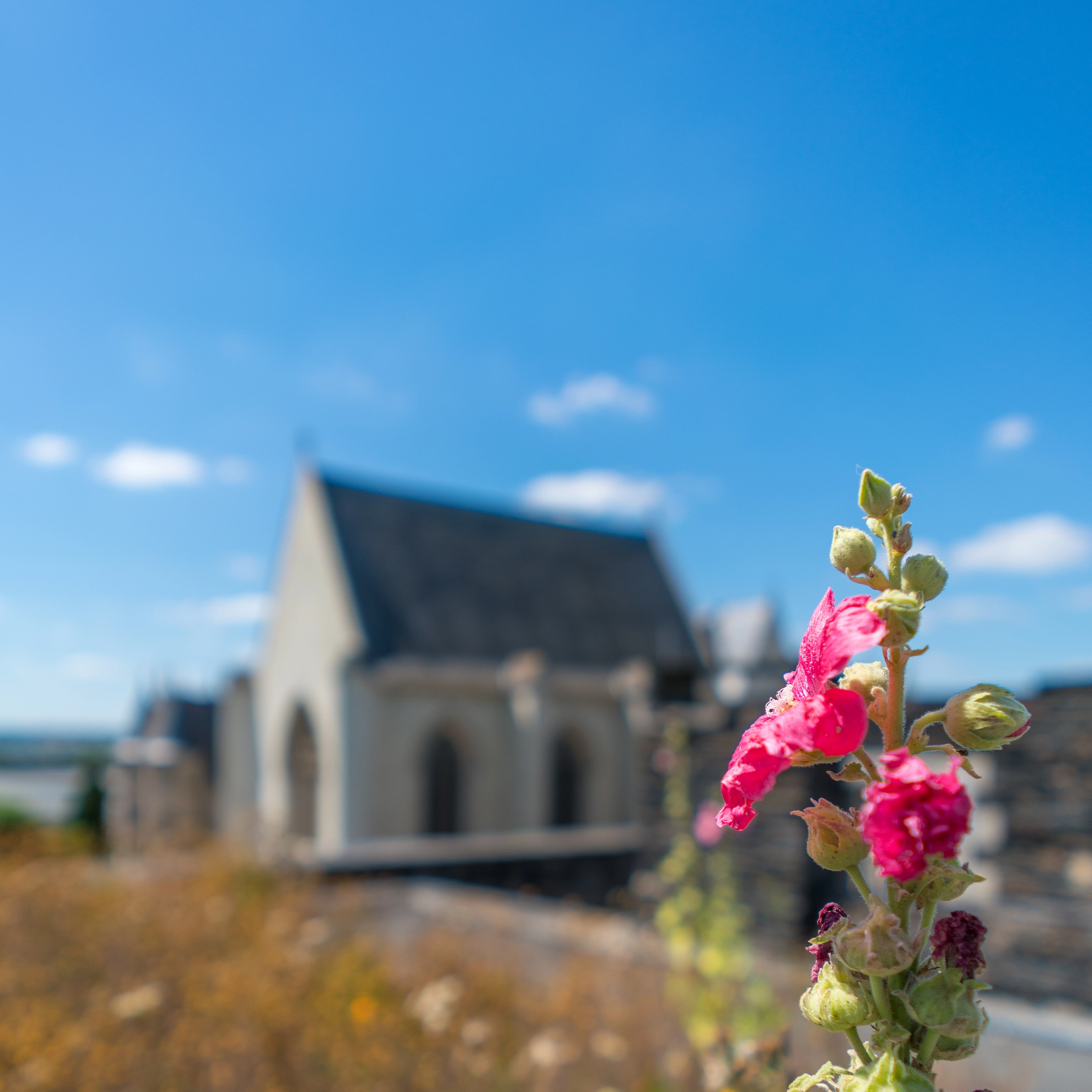 Sony FE 28mm F2 sample photo. Fleur d'angers photography