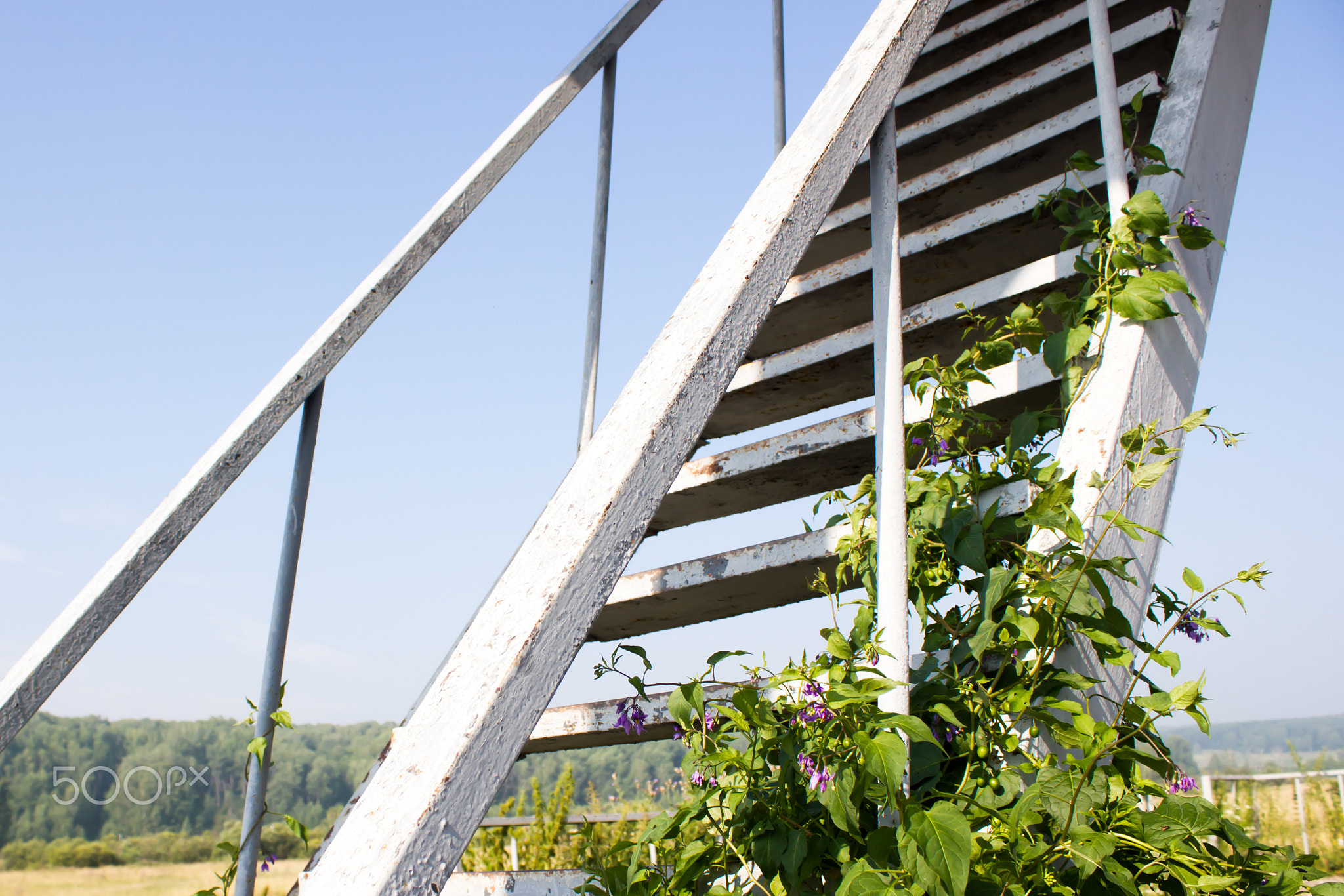 Staircase with ivy