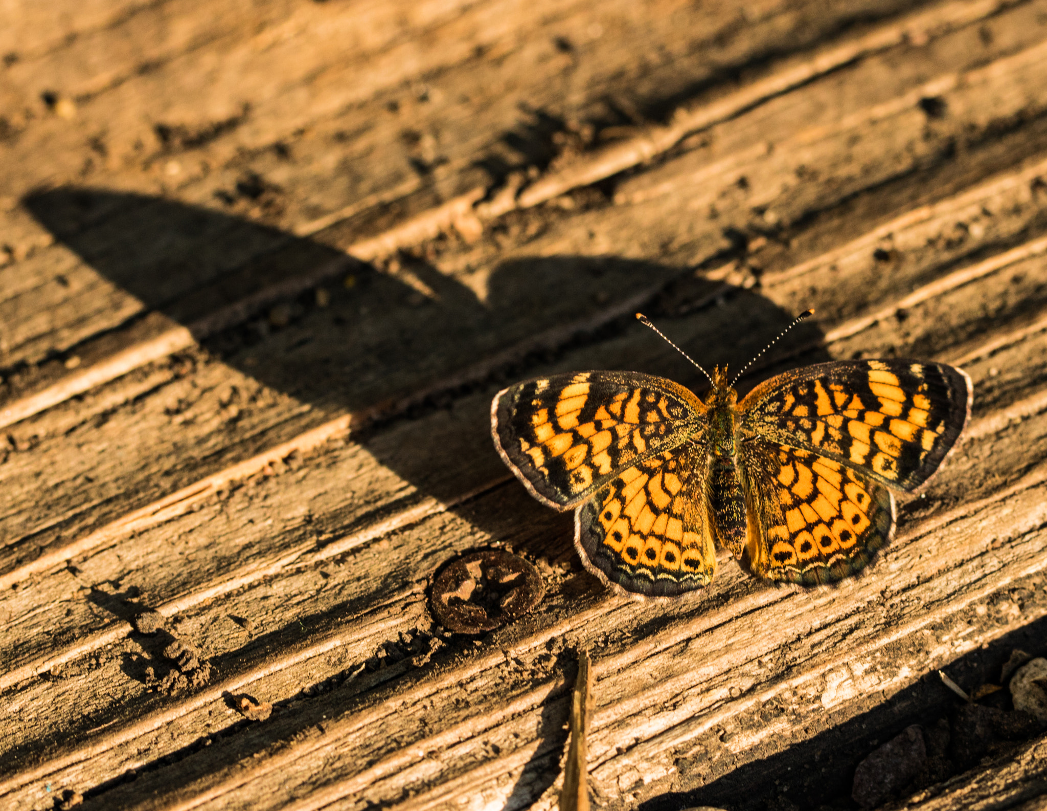 Canon EOS 760D (EOS Rebel T6s / EOS 8000D) sample photo. Butterfly with shadow photography