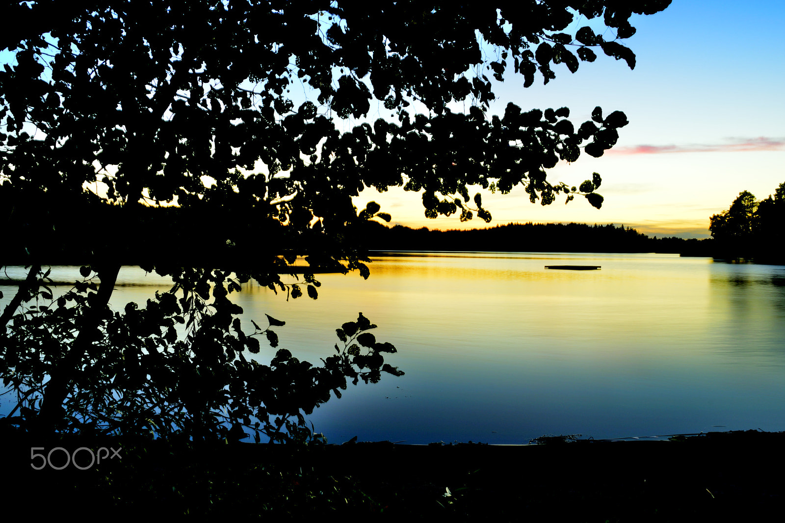 Nikon D3300 + Sigma 18-200mm F3.5-6.3 DC OS HSM sample photo. Tree silhouette sunset photography
