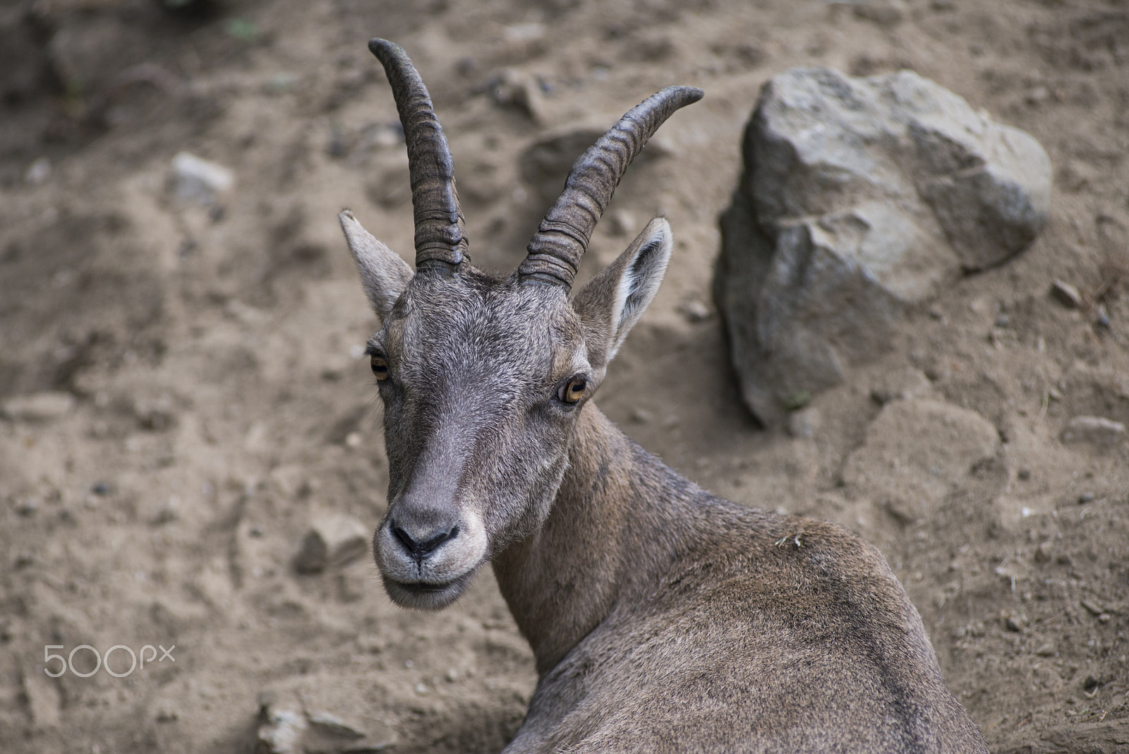 AF Zoom-Nikkor 80-200mm f/2.8 ED sample photo. Alpine ibex photography