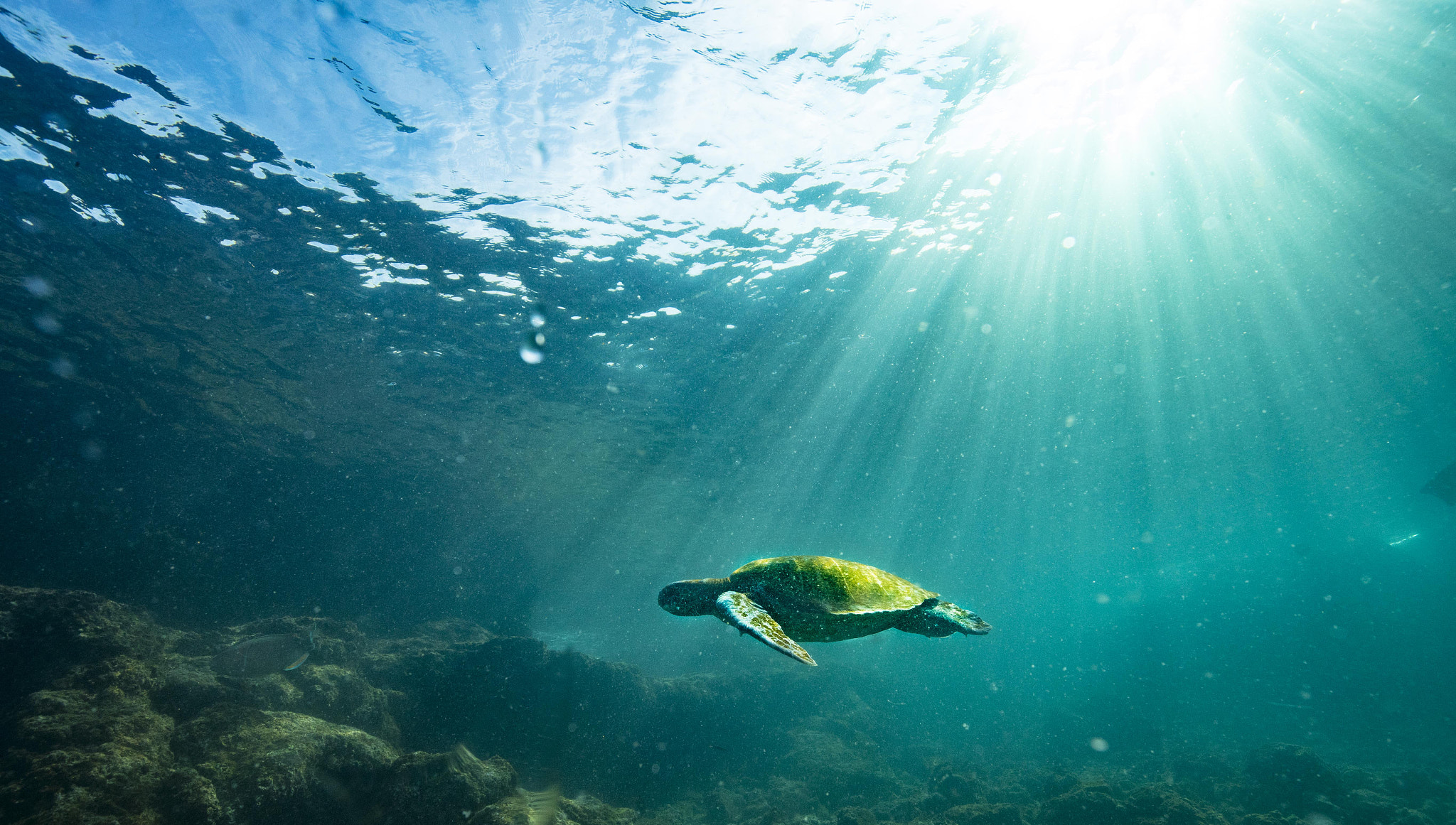 Canon EF 16-35mm F4L IS USM sample photo. Turtle photography