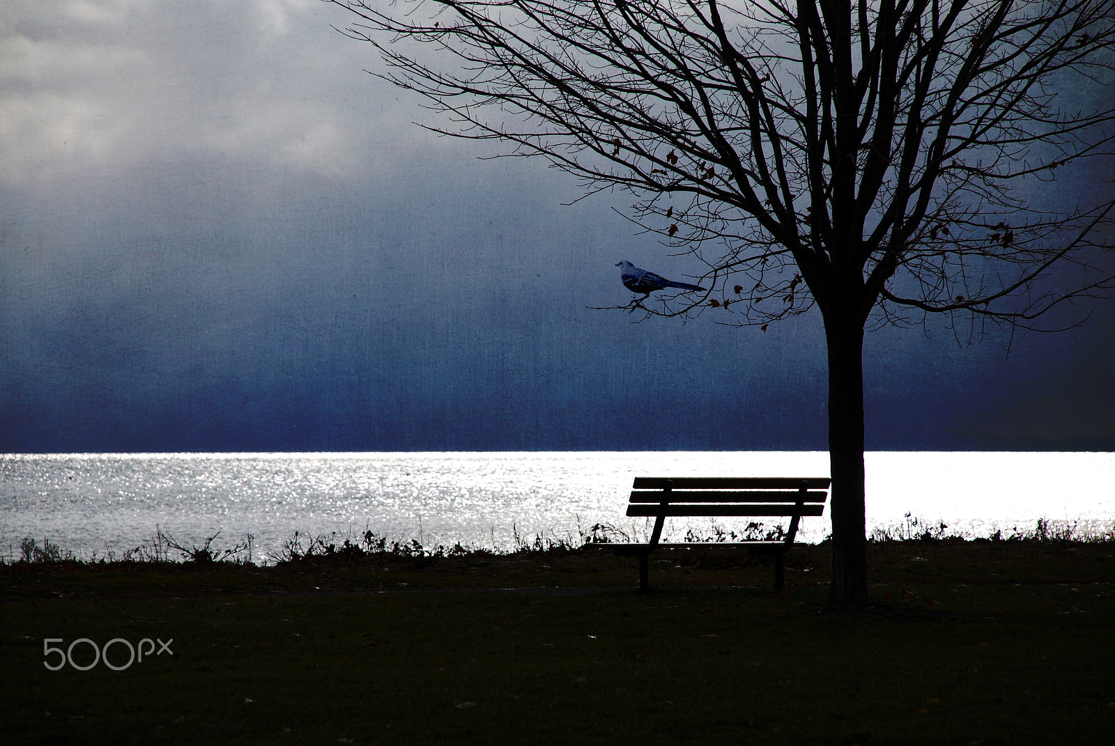 Nikon D60 sample photo. Only the lonely photography
