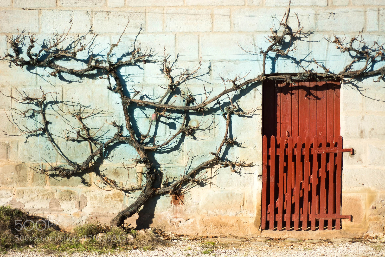 Nikon D7100 sample photo. Grapevinewall photography