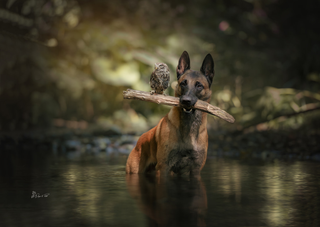 Success by Tanja Brandt on 500px.com