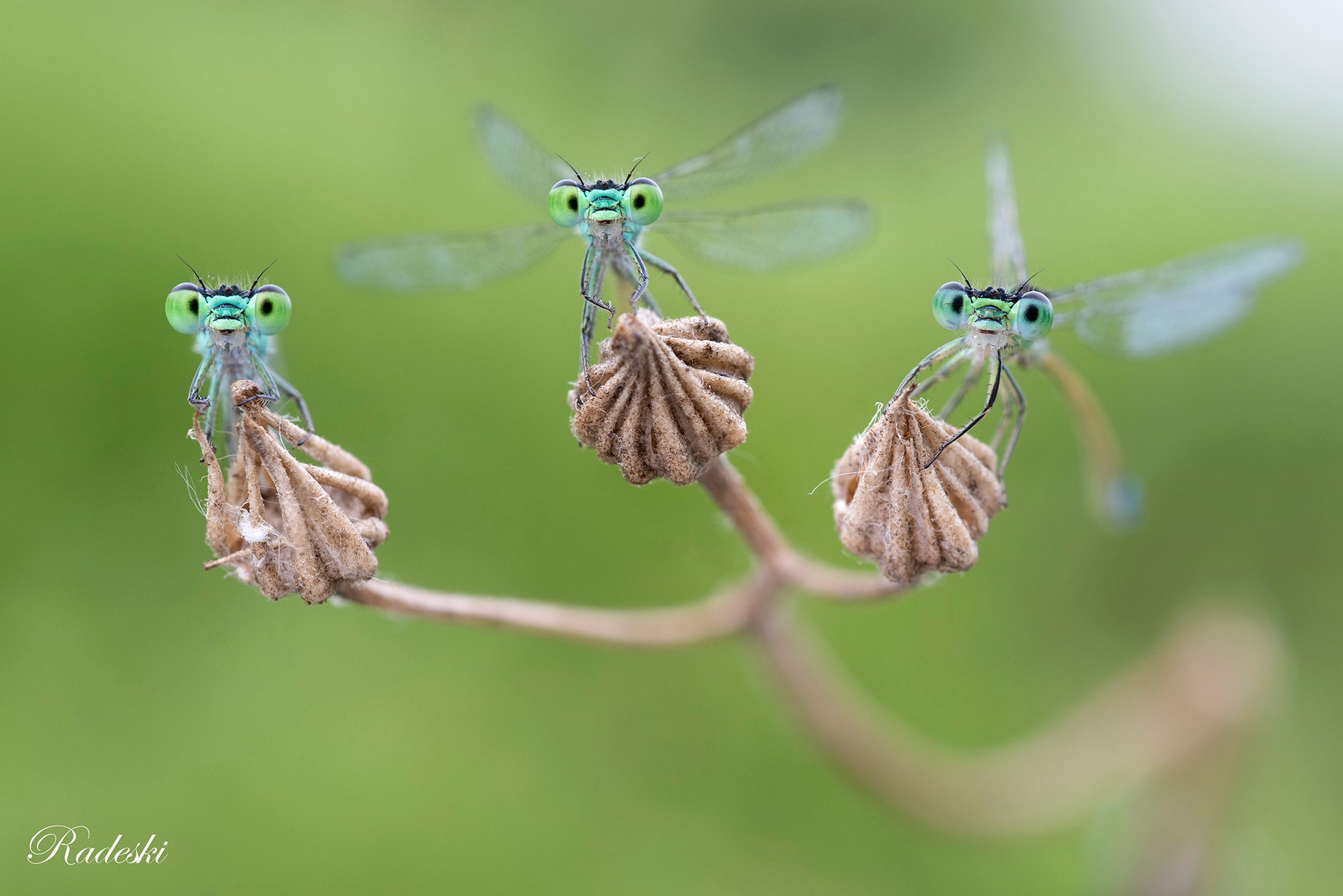 Nikon D800E + Nikon AF Micro-Nikkor 60mm F2.8D sample photo. Pronte alla partenza !! photography