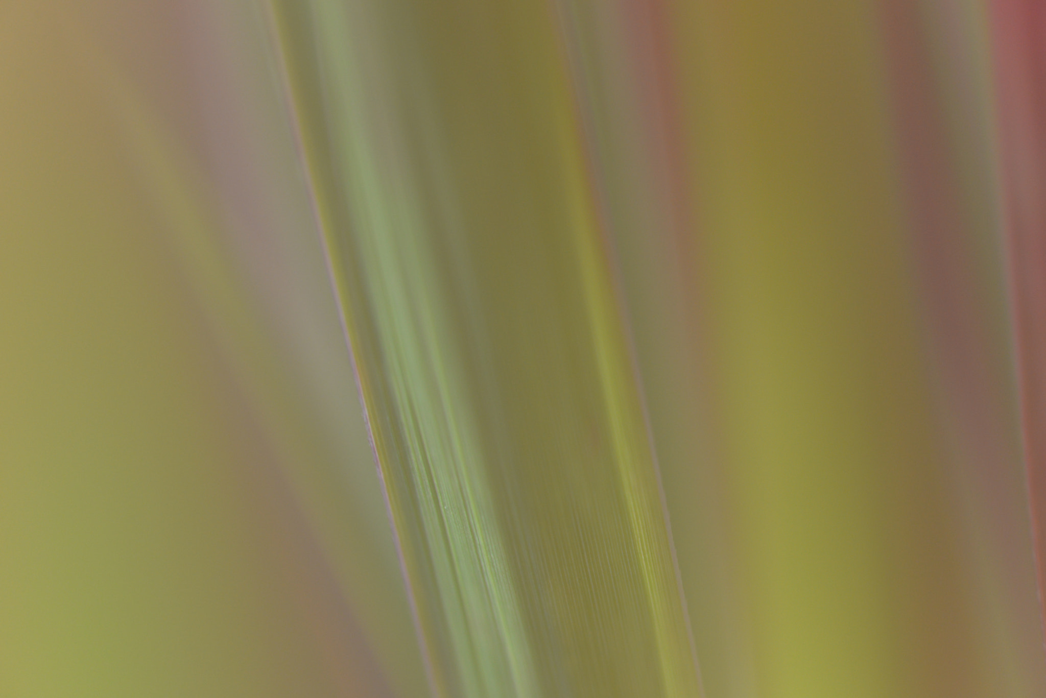 Nikon D610 + Nikon AF Micro-Nikkor 60mm F2.8D sample photo. Series: imperata cylindrica 'rubra' 5 photography