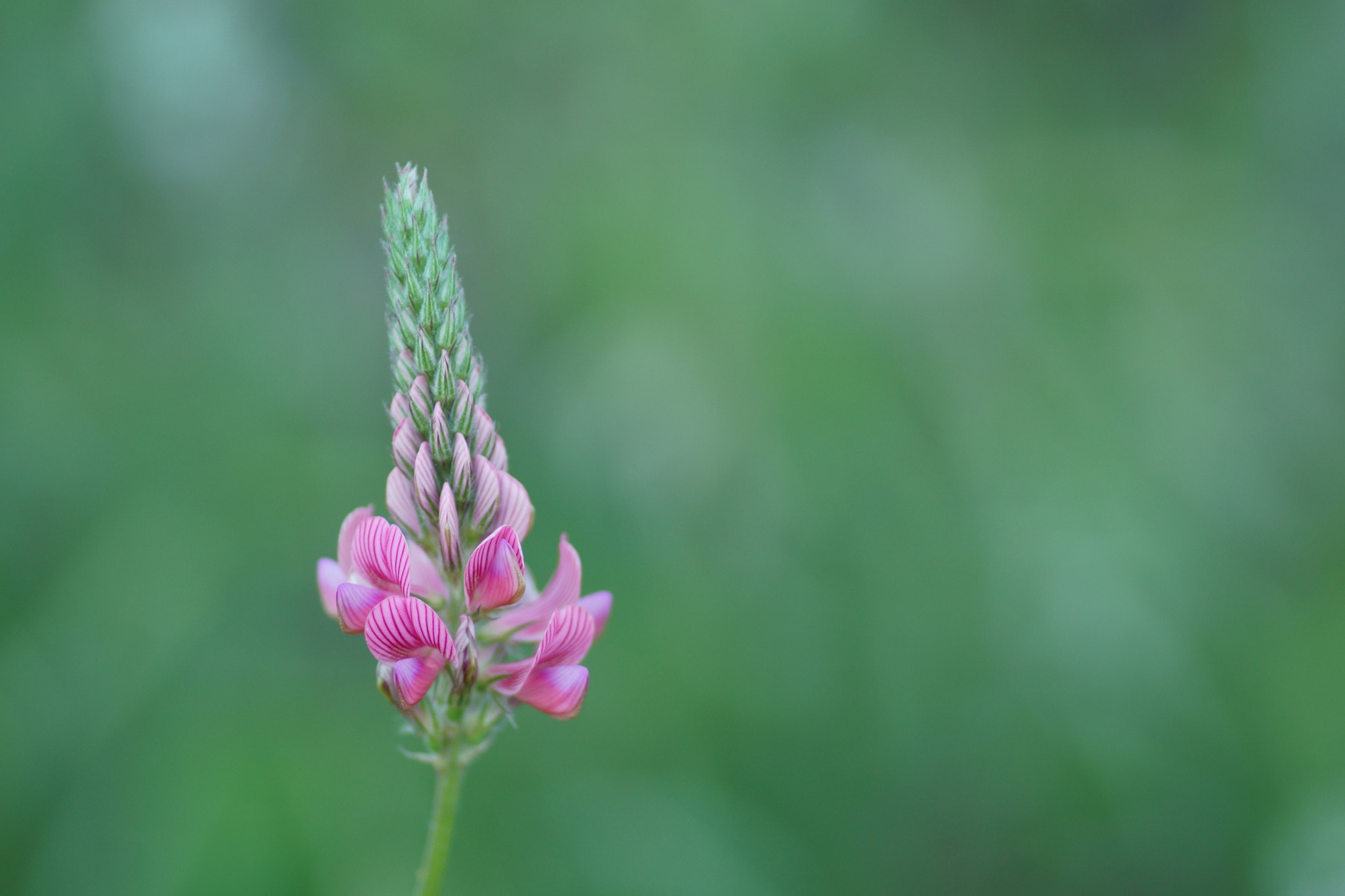 Sony a6000 + Tamron SP AF 90mm F2.8 Di Macro sample photo. Primavera photography