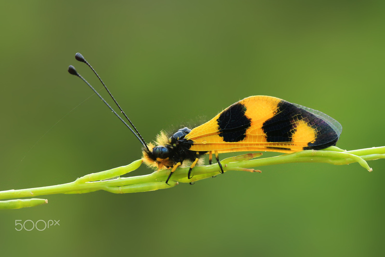 Canon EF 100mm F2.8 Macro USM sample photo. Macro_word... photography