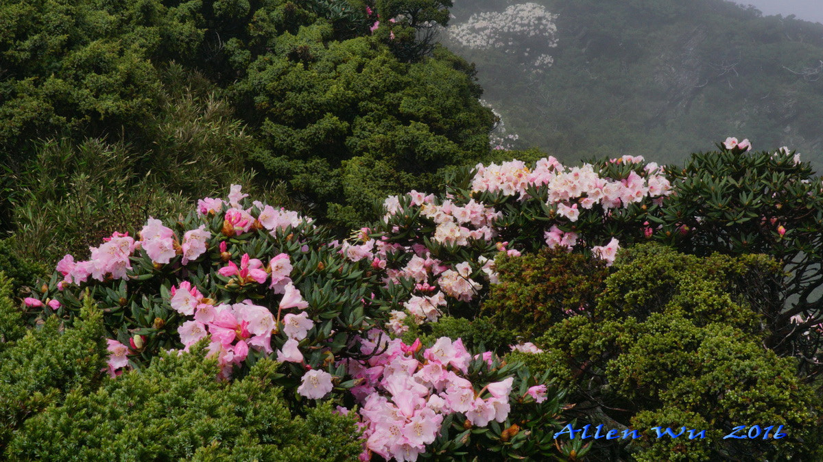 Sony DT 16-105mm F3.5-5.6 sample photo. 調整大小 photography